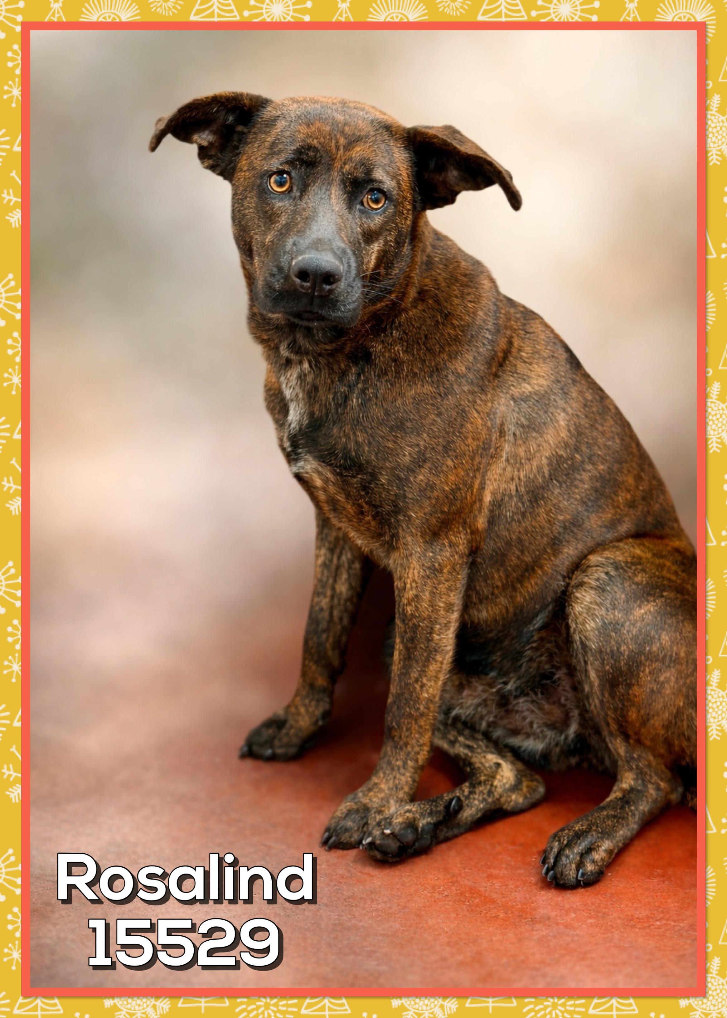 Rosalind thumbnail 3