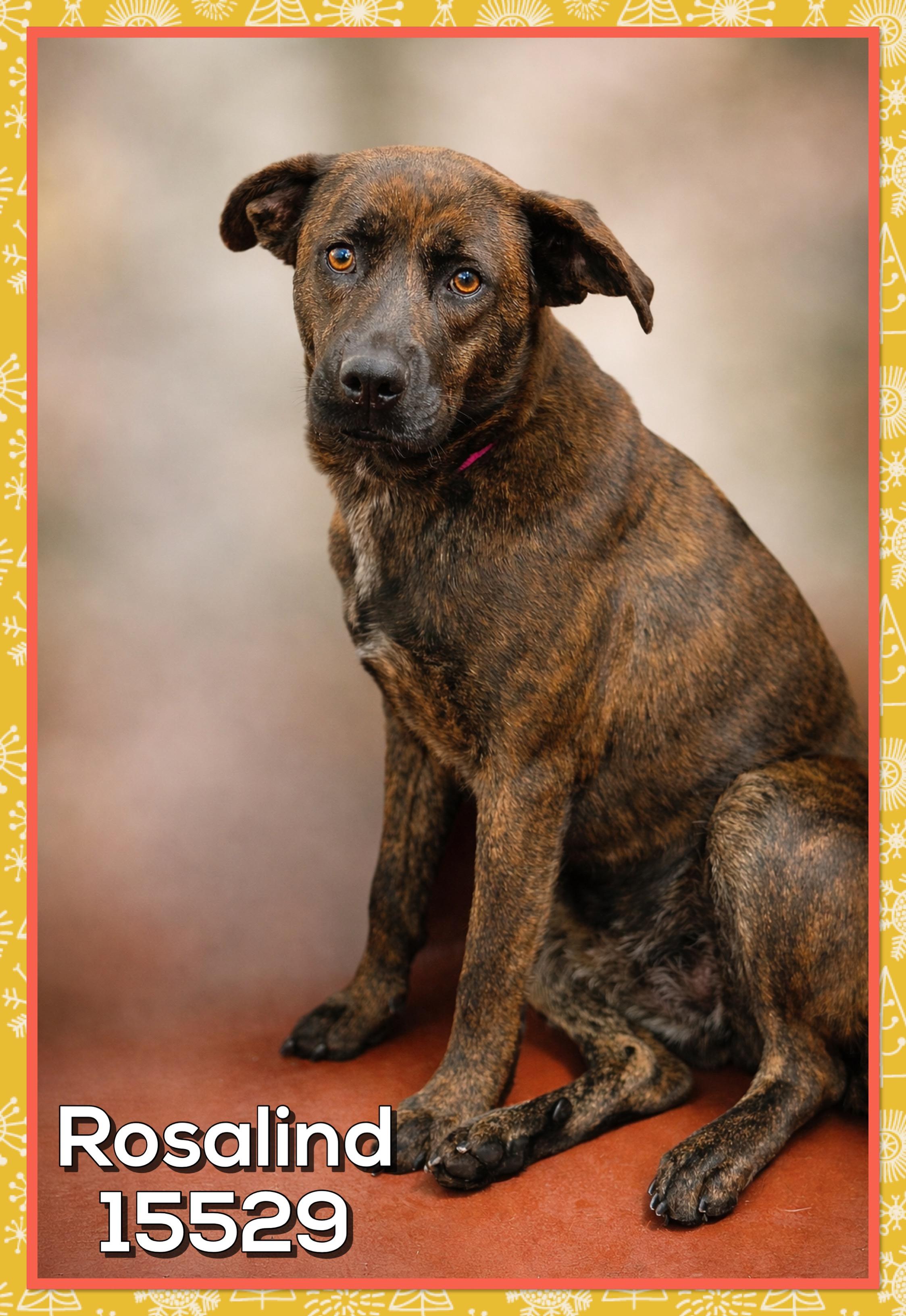 Rosalind thumbnail 4