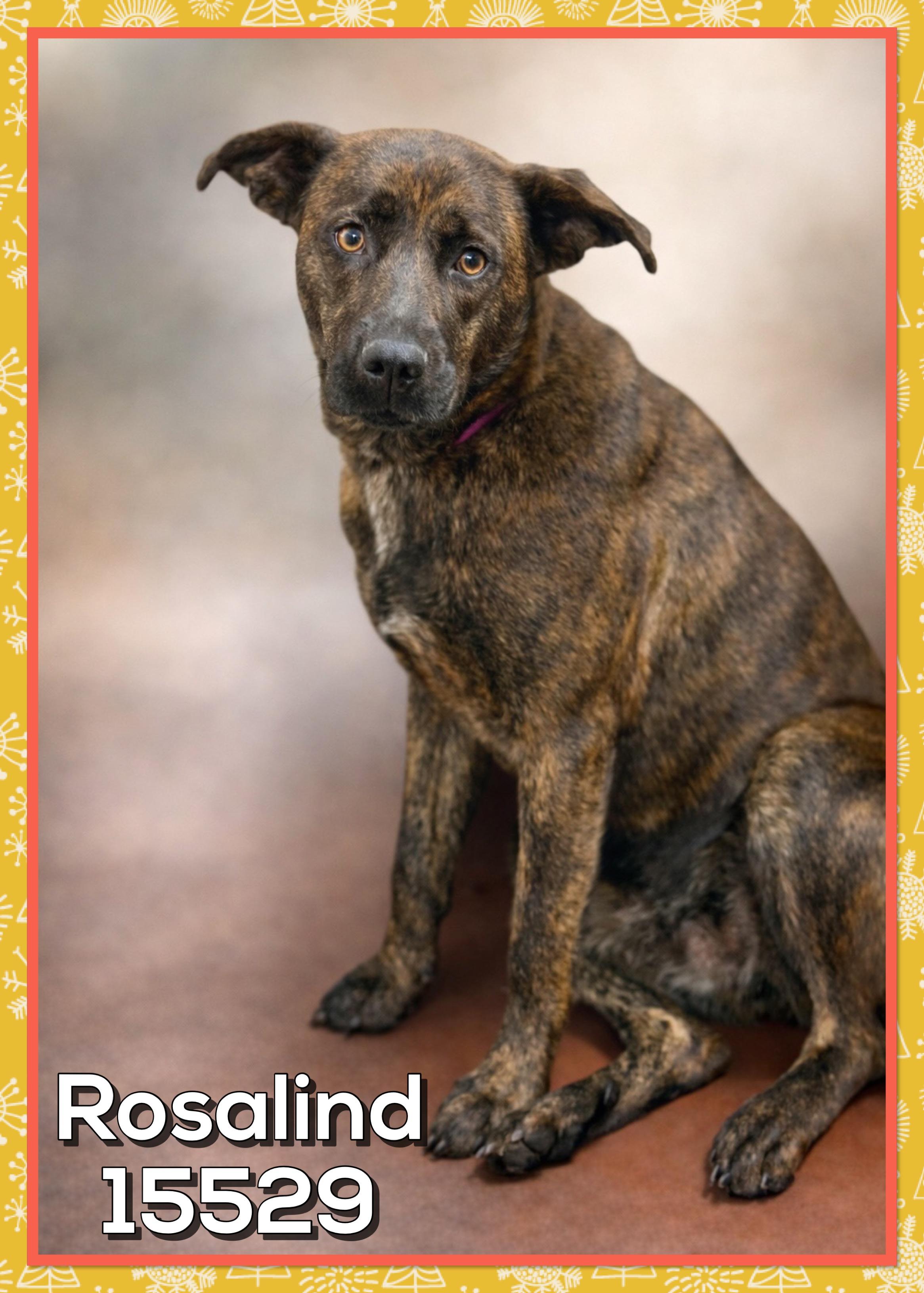 Rosalind thumbnail 5