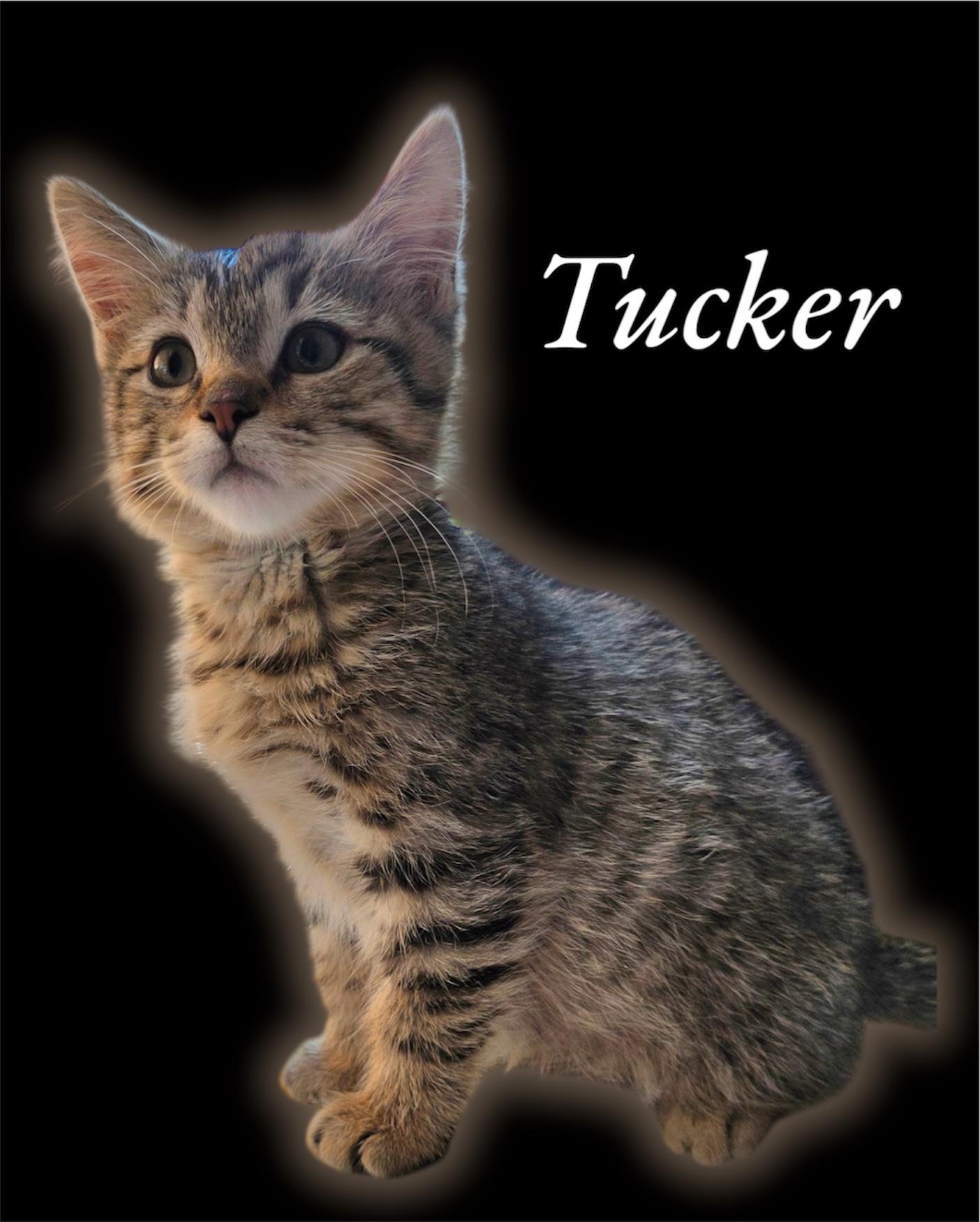 Tucker Domestic Short Hair Cat
