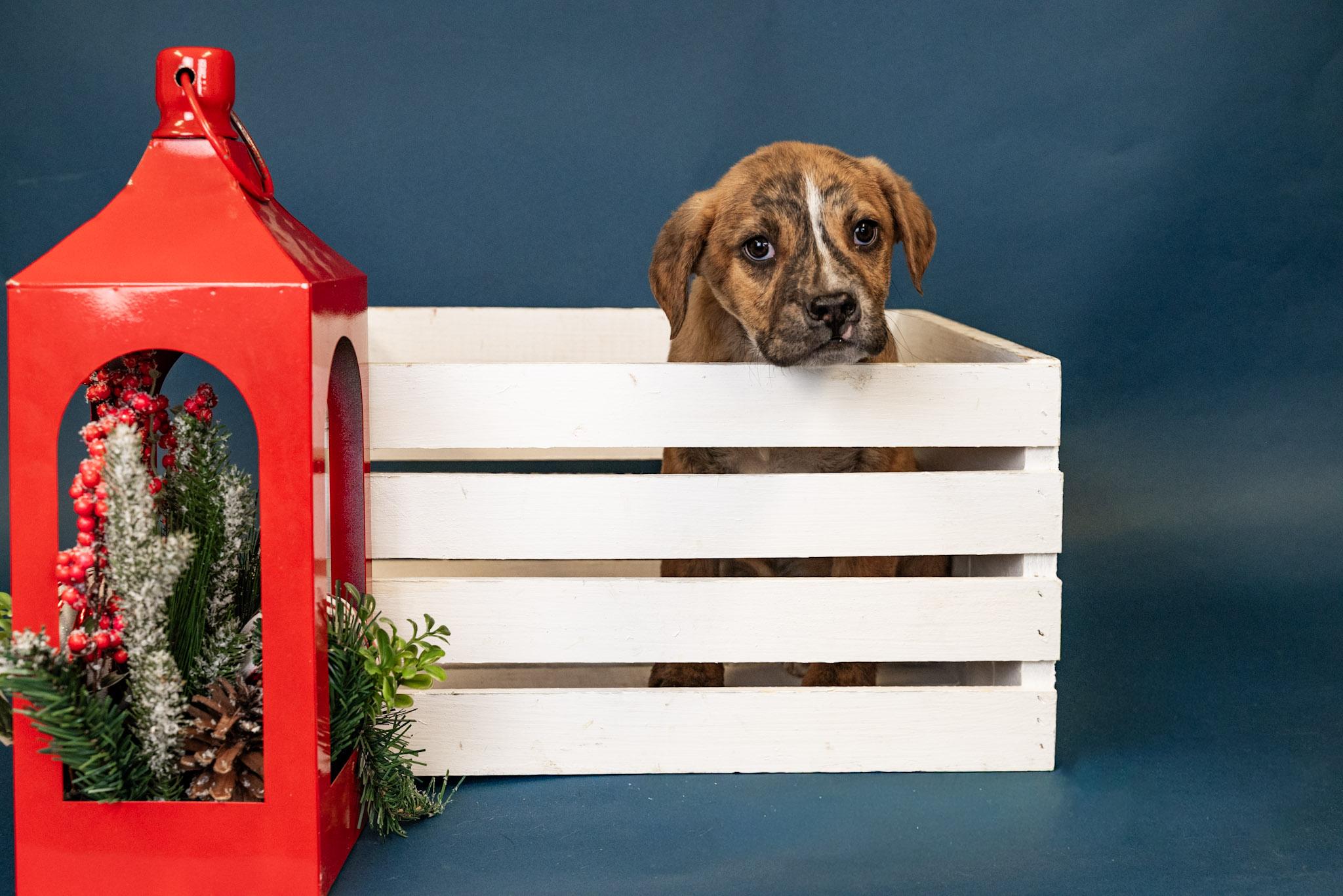 Enlarge 1106-25, a ADOPTABLE mixed breed in Brighton, CO image 1/1