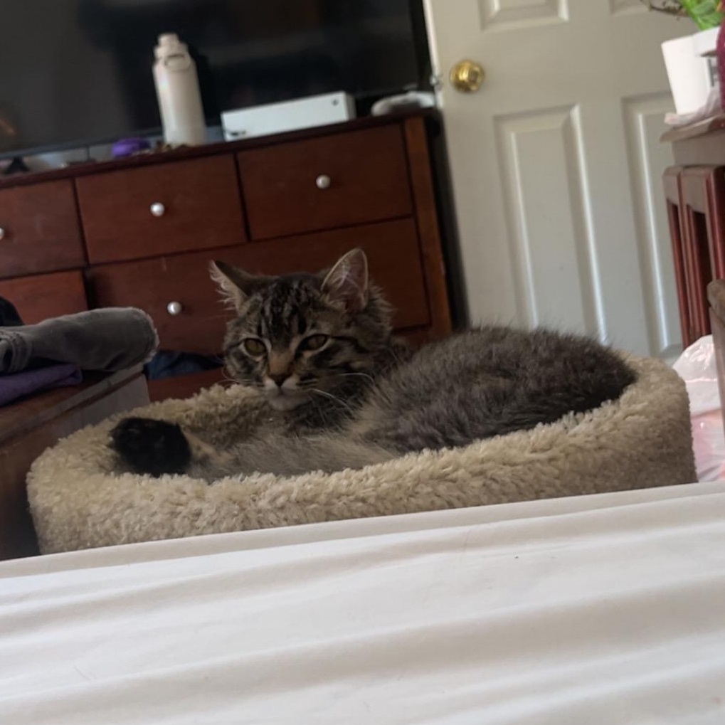 Ollie, a ADOPTABLE Domestic Long Hair in Beaufort, MO image 4/5