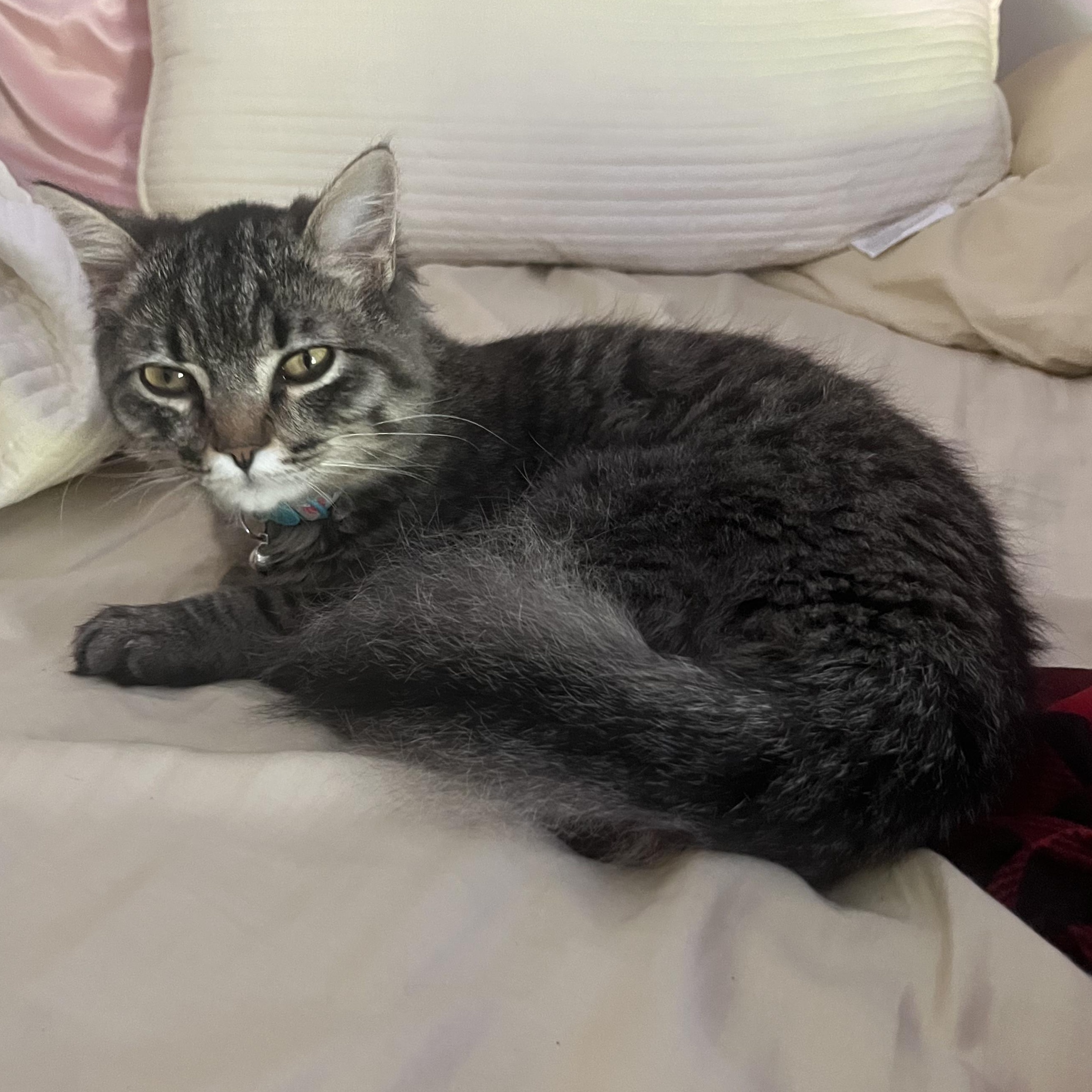 Ollie, ADOPTABLE, Young Male Domestic Long Hair.