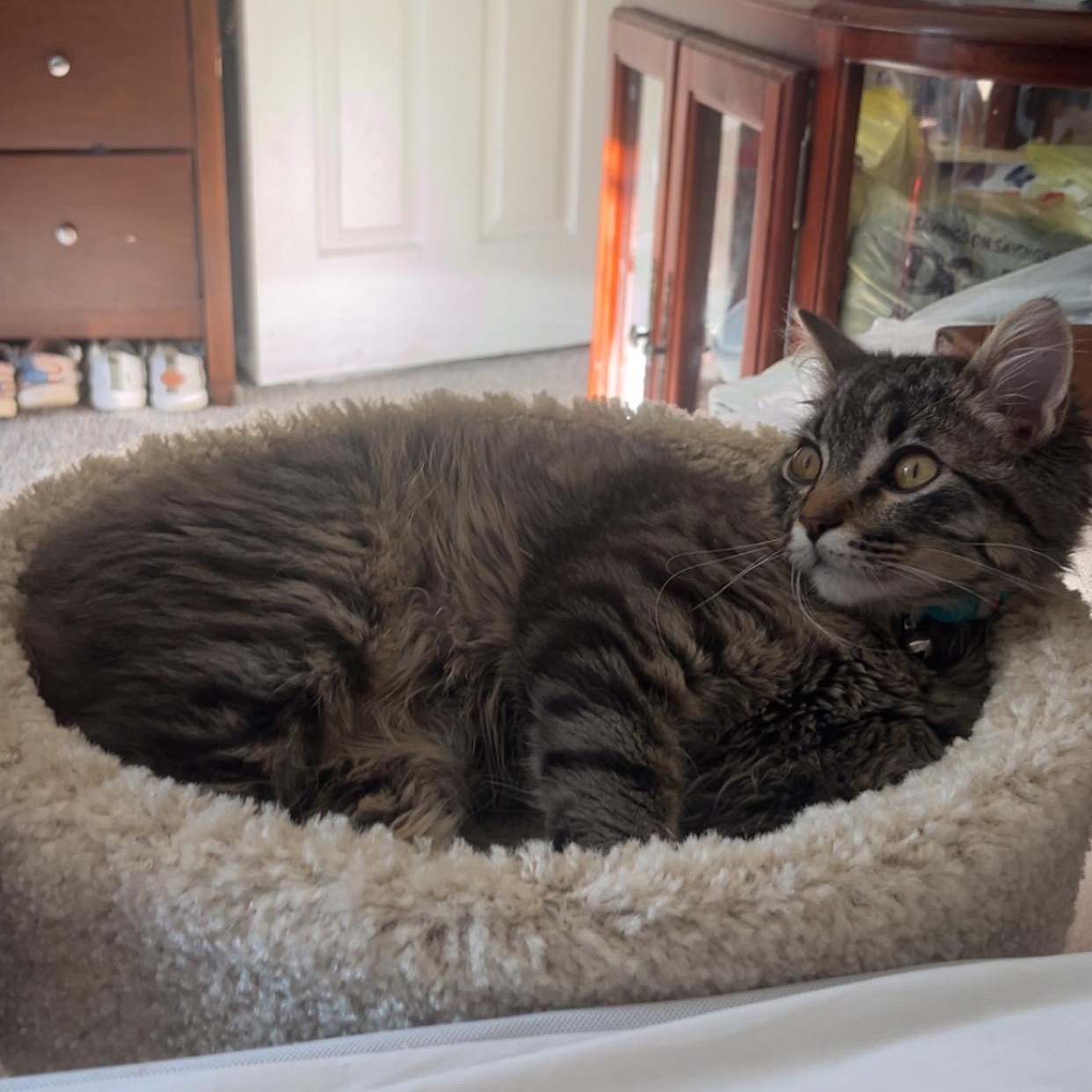 Ollie, a ADOPTABLE Domestic Long Hair in Beaufort, MO image 5/5