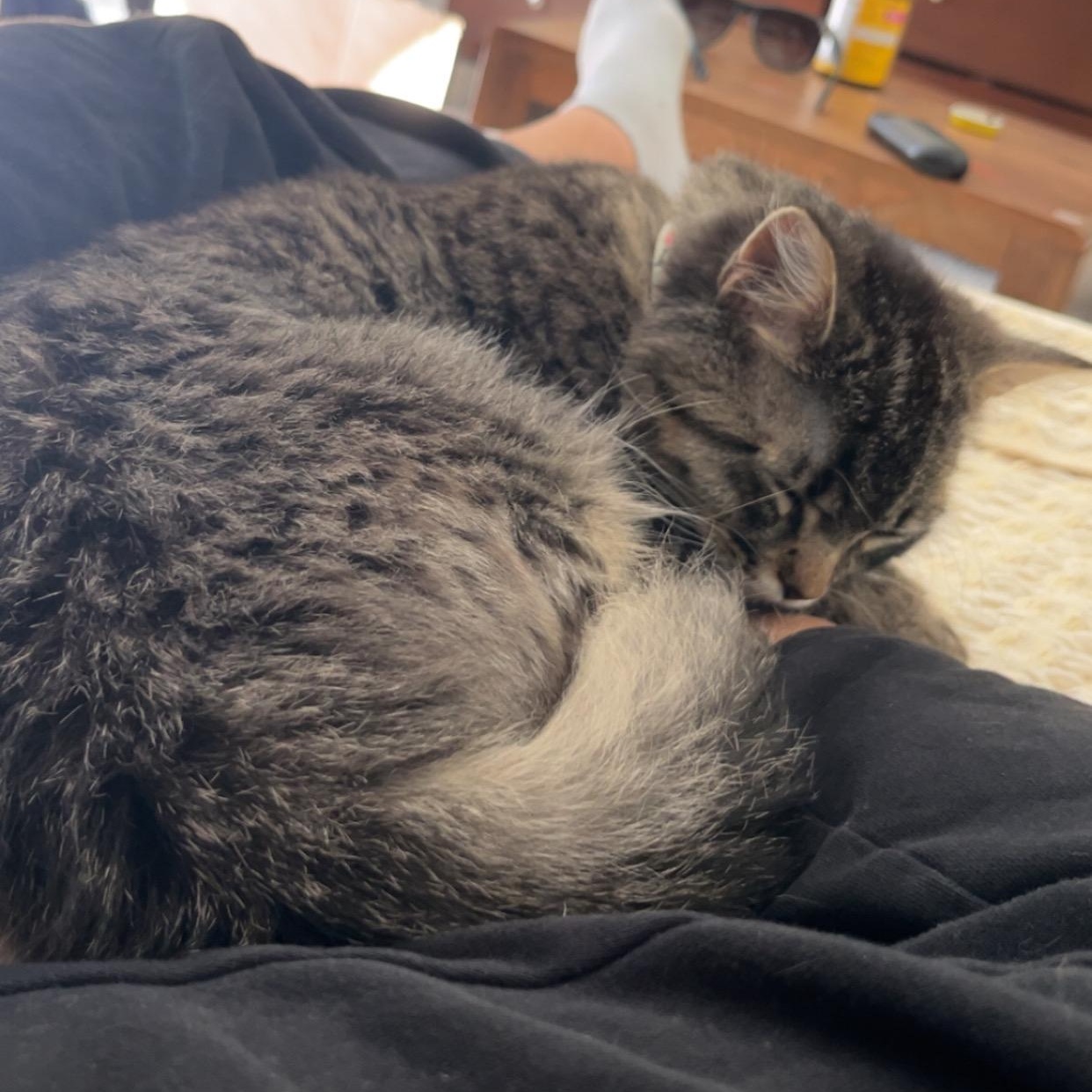 Ollie, a ADOPTABLE Domestic Long Hair in Beaufort, MO image 3/5