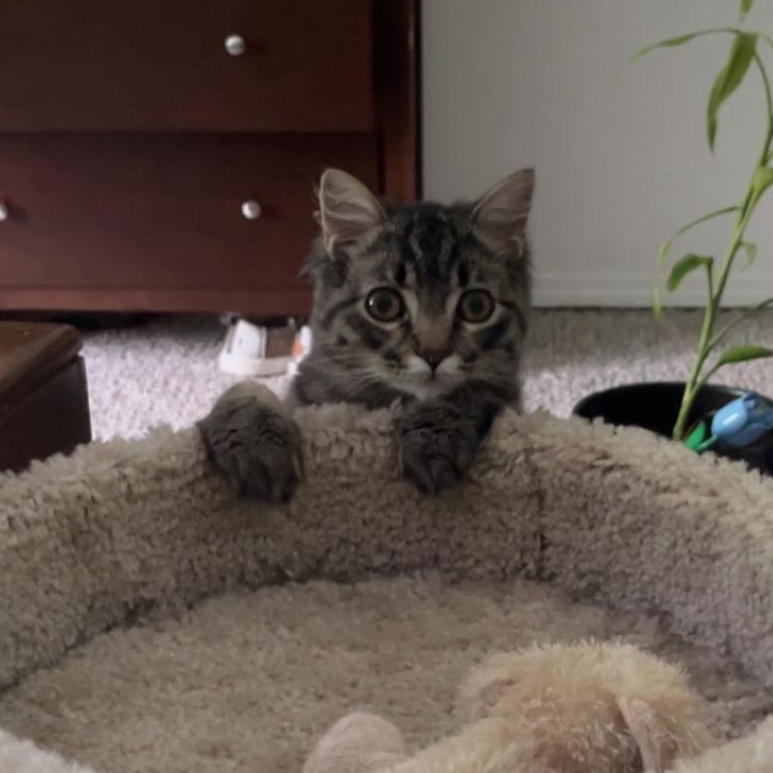 Ollie, a ADOPTABLE Domestic Long Hair in Beaufort, MO image 2/5