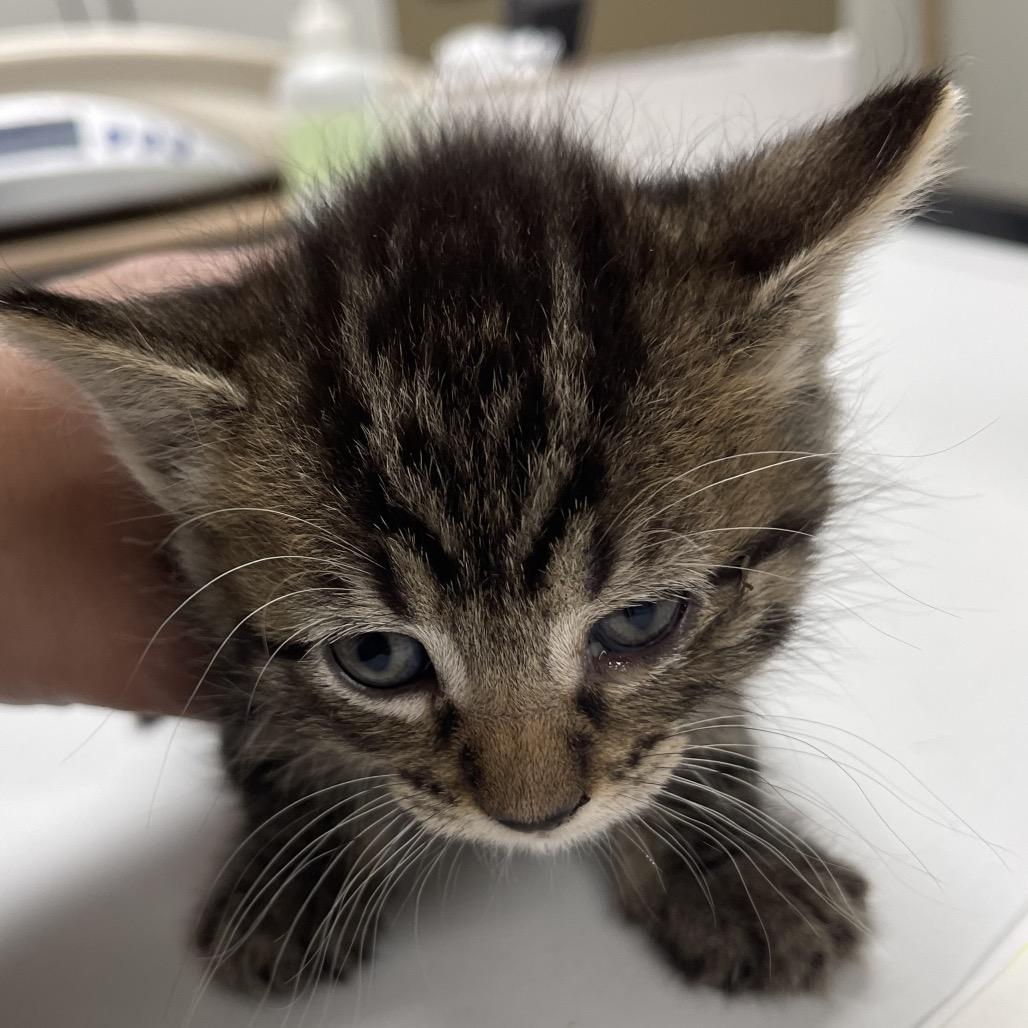 Sebastian, Adoptable, Kitten Male Domestic Short Hair.