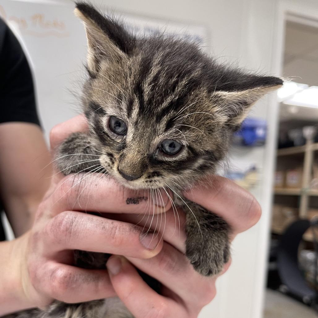 Sebastian, a Adoptable Domestic Short Hair in Canton, IL image 2/5