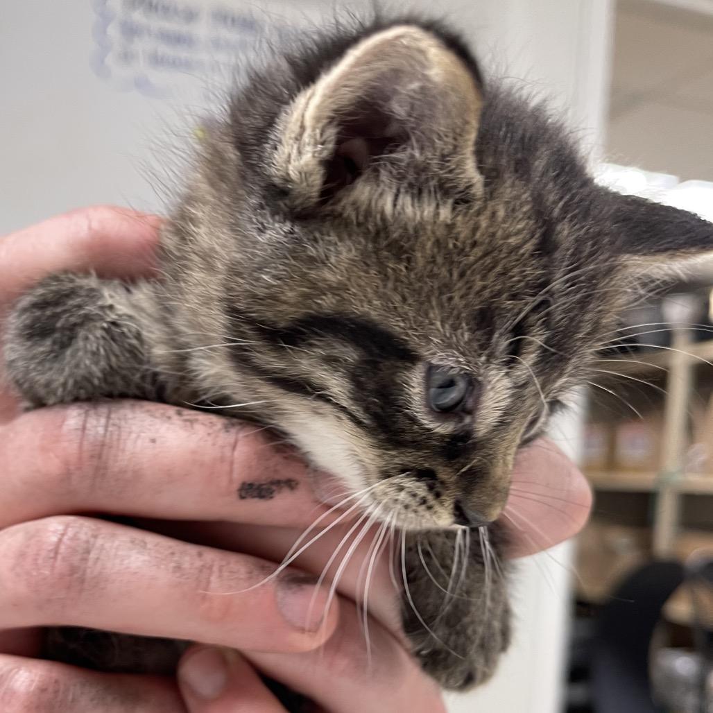Sebastian, a Adoptable Domestic Short Hair in Canton, IL image 3/5