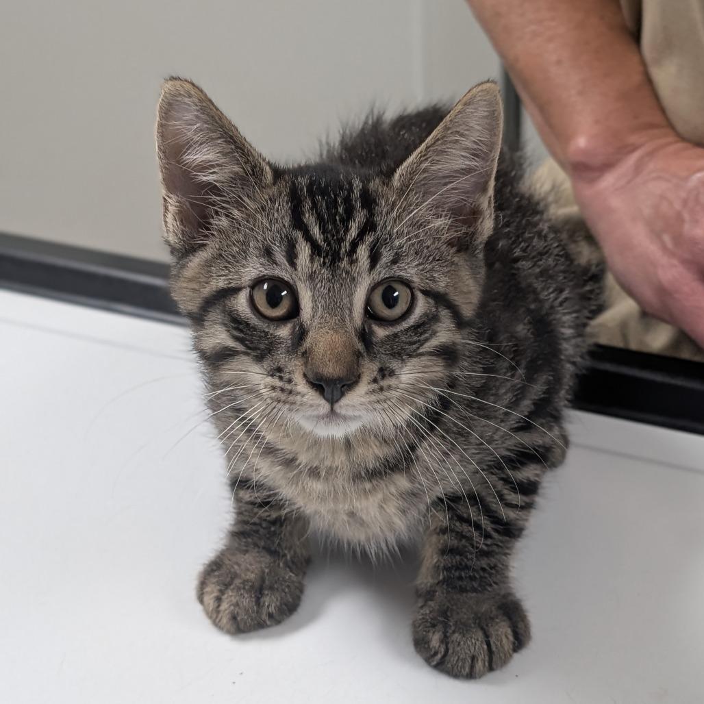 Sebastian, a Adoptable Domestic Short Hair in Canton, IL image 4/5