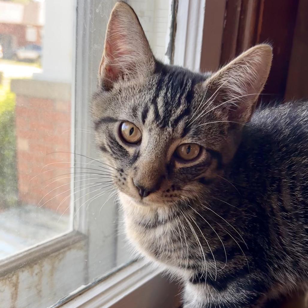 Sebastian, a Adoptable Domestic Short Hair in Canton, IL image 5/5