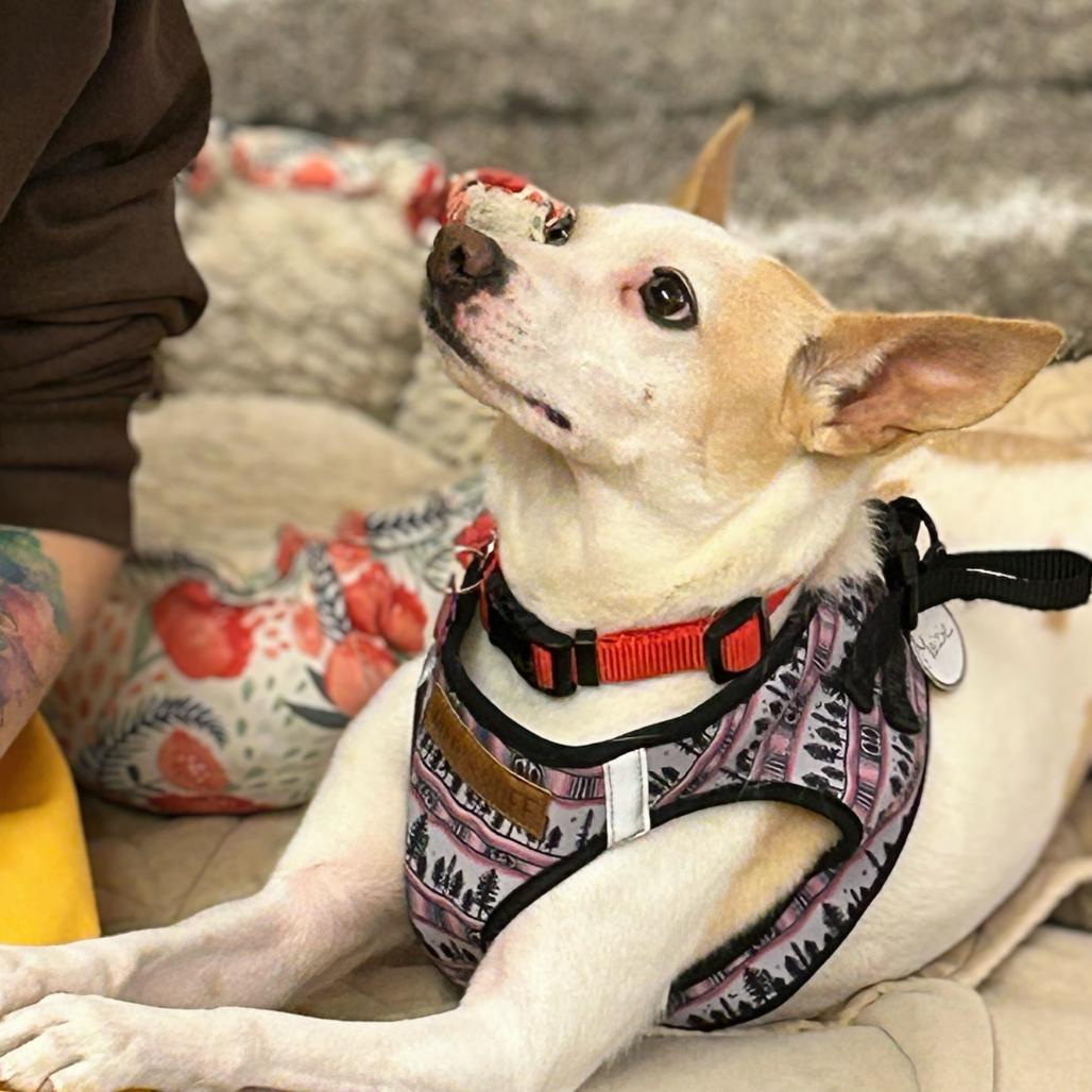 Maizie 13812 — thumbnail 3