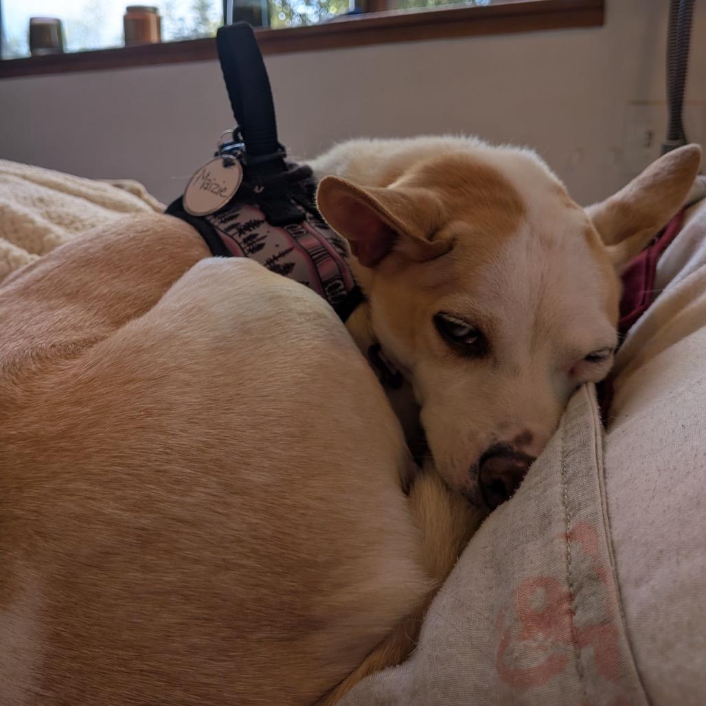 Maizie 13812 — thumbnail 4