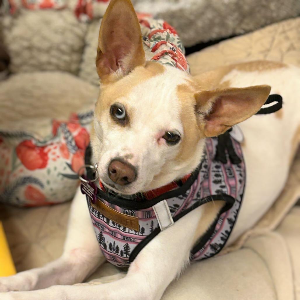 Maizie 13812 — thumbnail 5