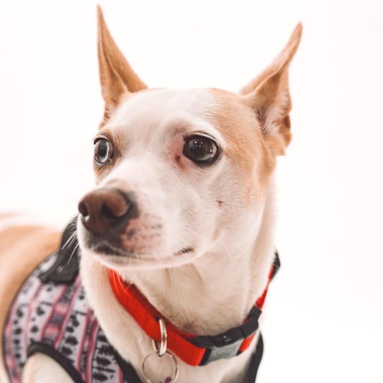 Maizie 13812 — thumbnail 6