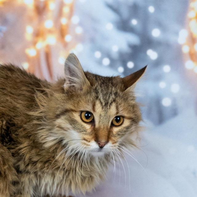 Enlarge Garth, a ADOPTABLE Domestic Long Hair in Lapeer, MI image 3/5