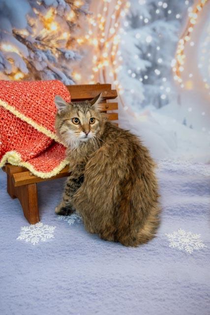 Enlarge Garth, a ADOPTABLE Domestic Long Hair in Lapeer, MI image 2/5
