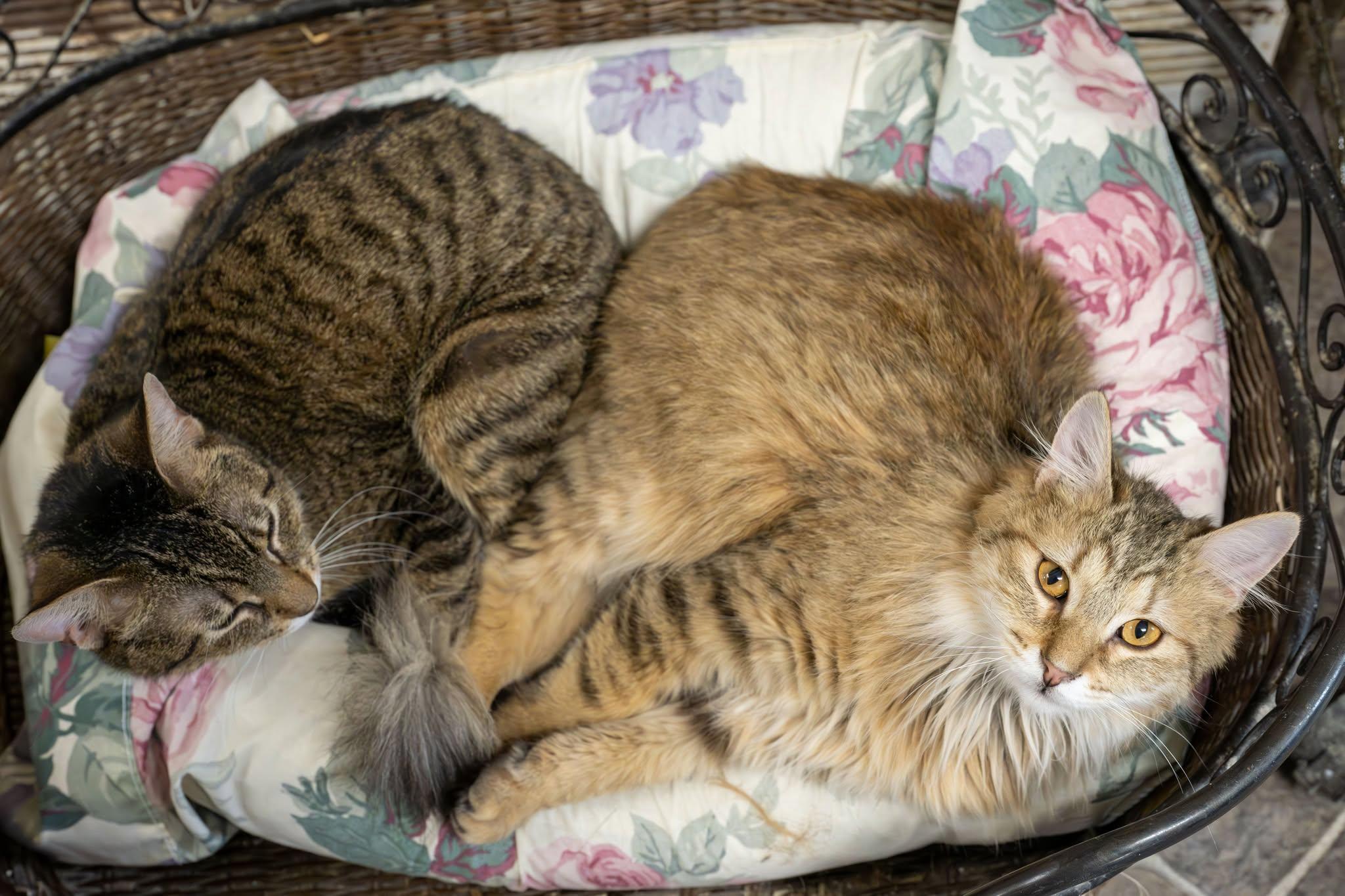 Garth, ADOPTABLE, Adult Male Domestic Long Hair.