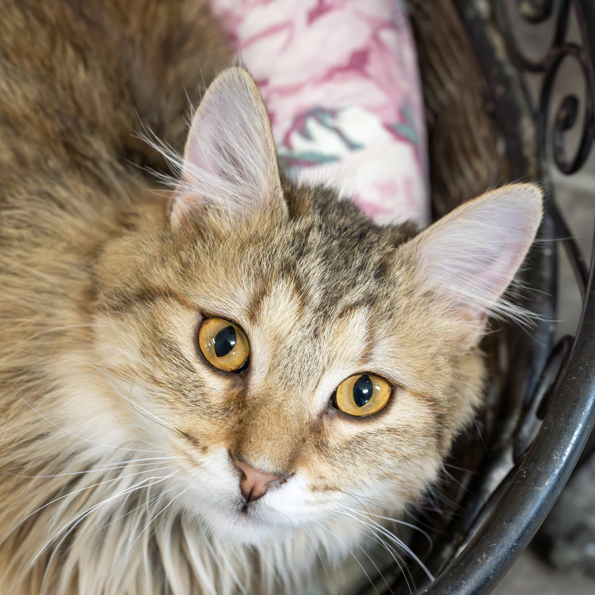 Enlarge Garth, a ADOPTABLE Domestic Long Hair in Lapeer, MI image 5/5