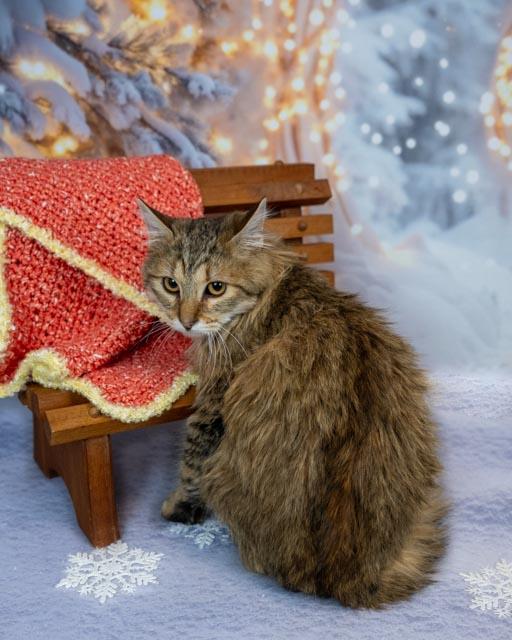 Enlarge Garth, a ADOPTABLE Domestic Long Hair in Lapeer, MI image 4/5