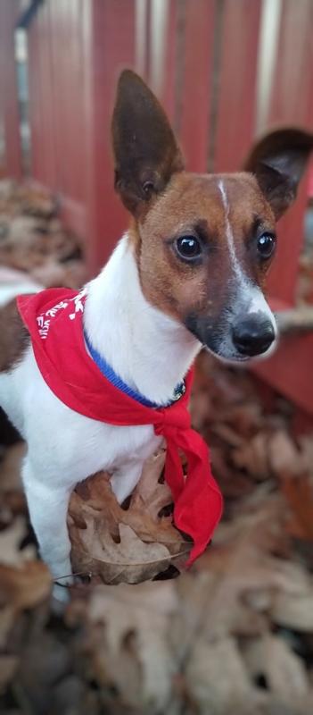 Kevin Barkon, Adoptable, Puppy Male Jack Russell Terrier.