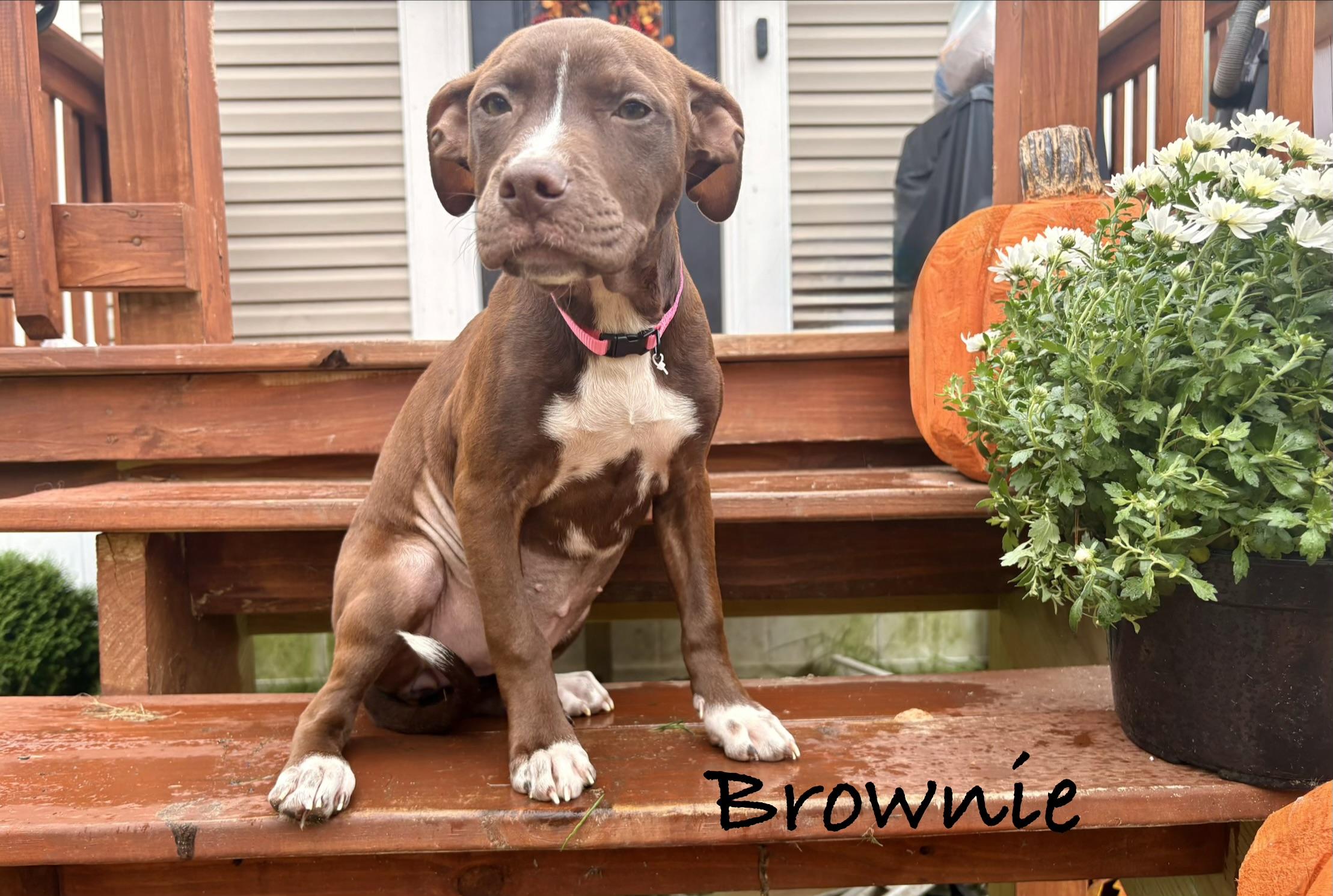 Brownie, Adoptable, Puppy Female Pit Bull Terrier & Chocolate Labrador Retriever.