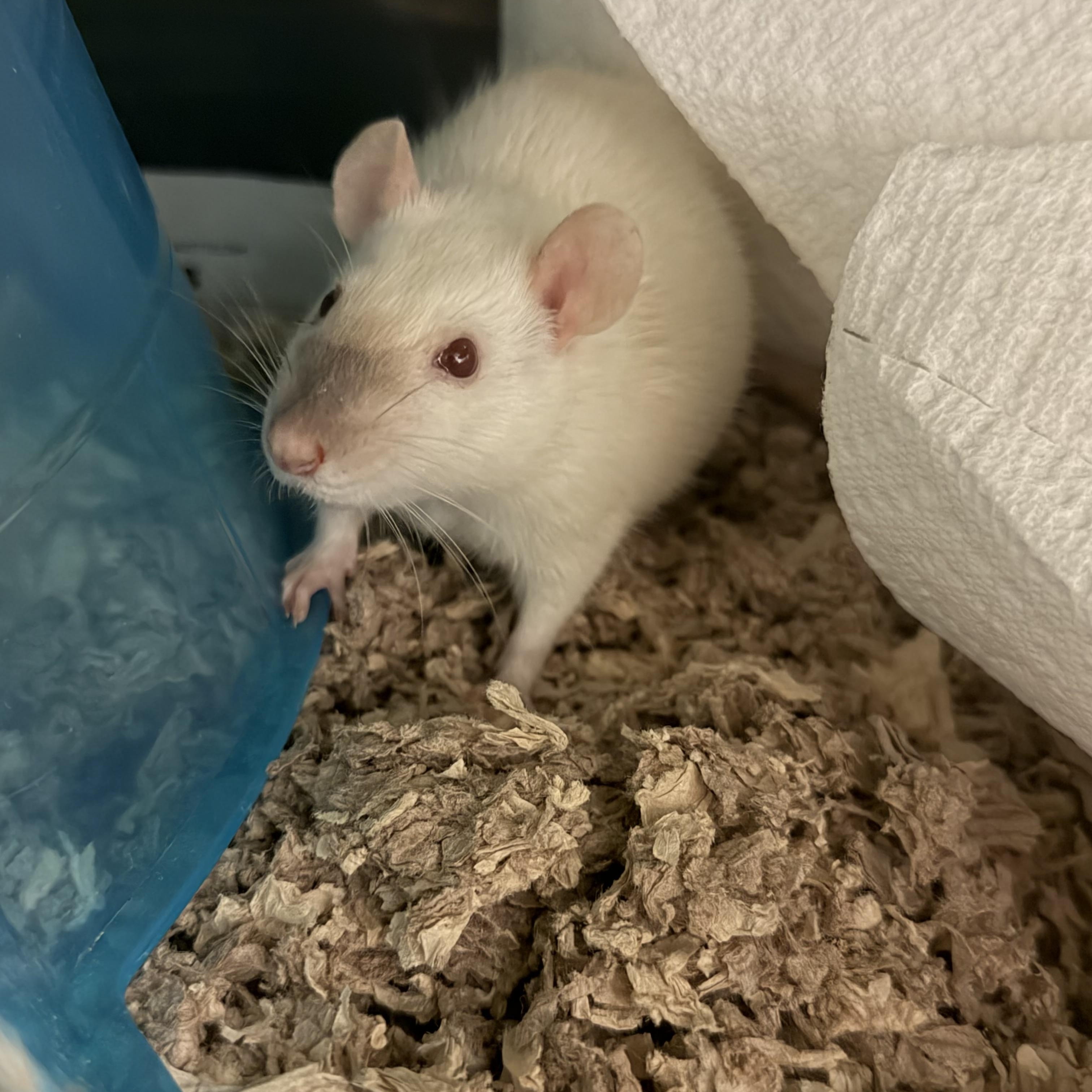Karen, an adopted Rat in Edinburg, PA image 1/6
