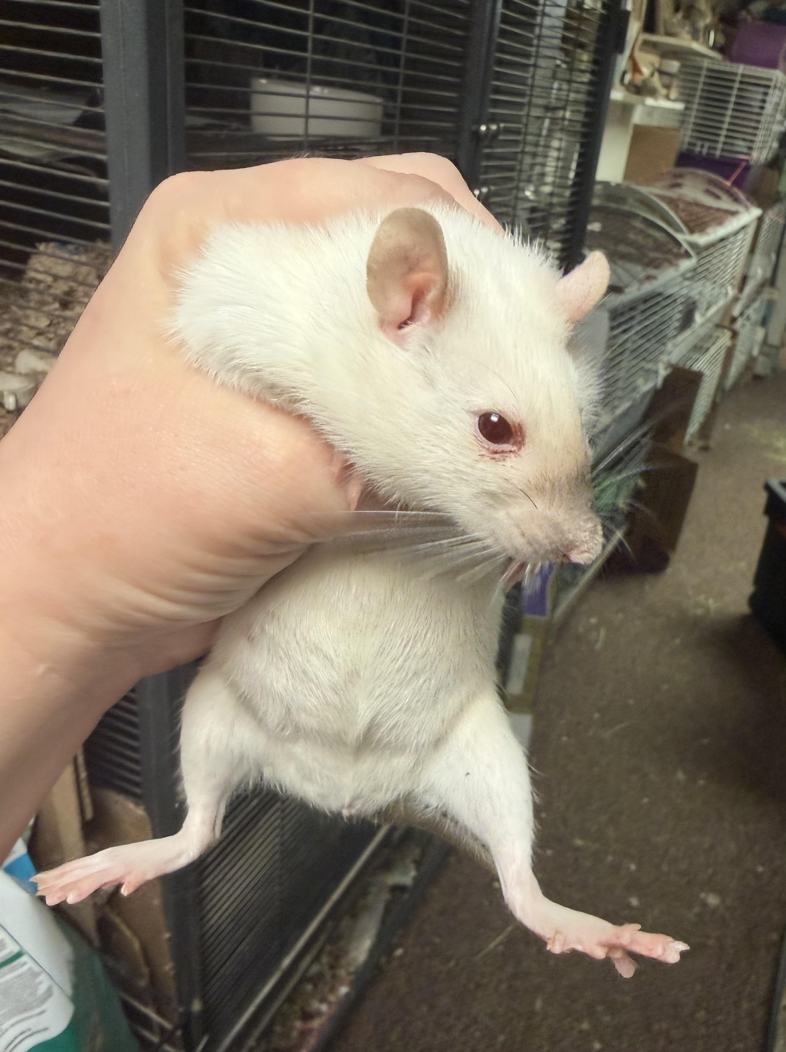 Karen, an adopted Rat in Edinburg, PA image 2/6
