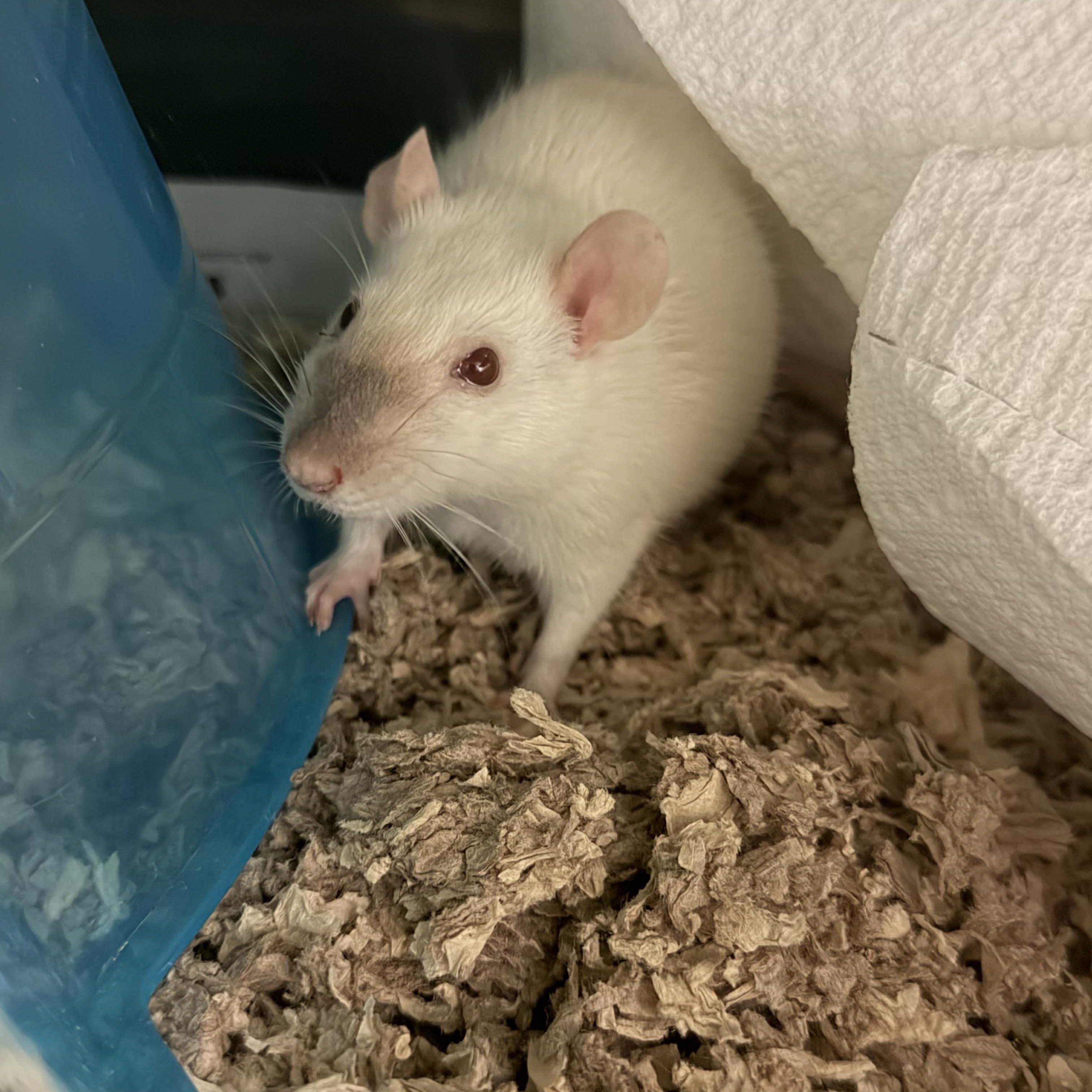 Karen, an adopted Rat in Edinburg, PA image 3/6