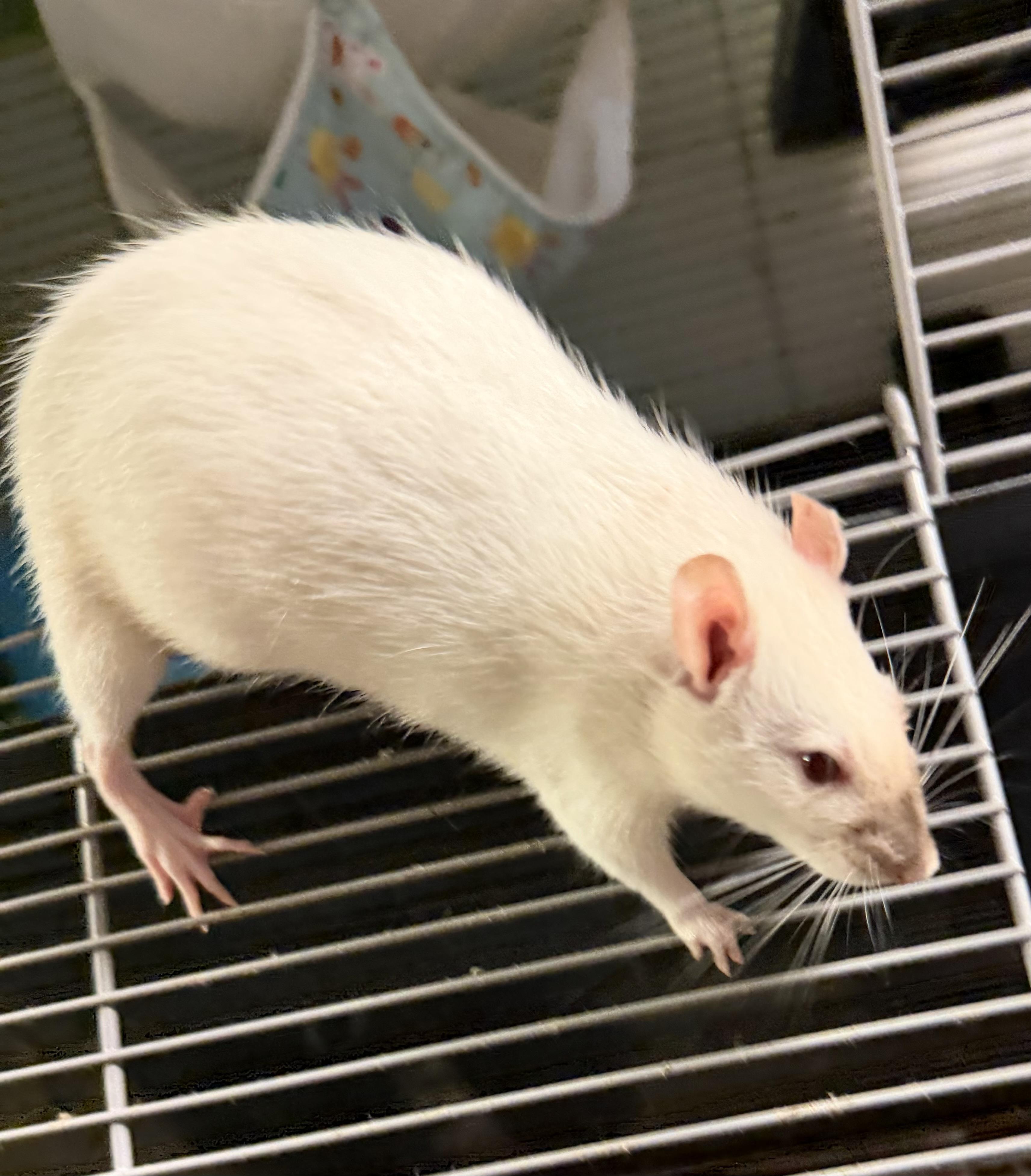Karen, an adopted Rat in Edinburg, PA image 4/6