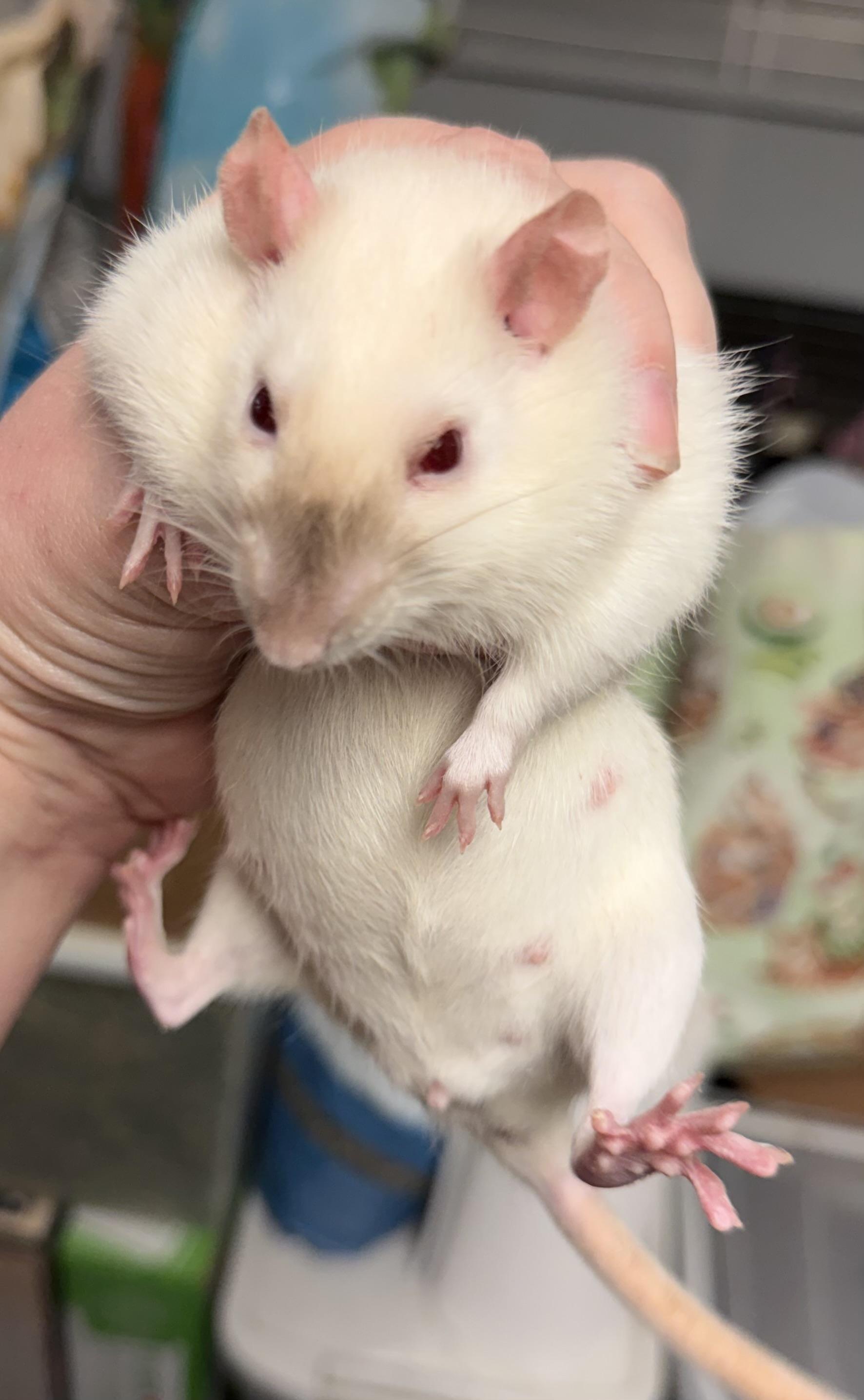 Karen, an adopted Rat in Edinburg, PA image 5/6