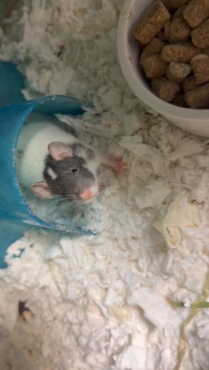 Enlarge Karen, an adopted Rat in Edinburg, PA video 6/6