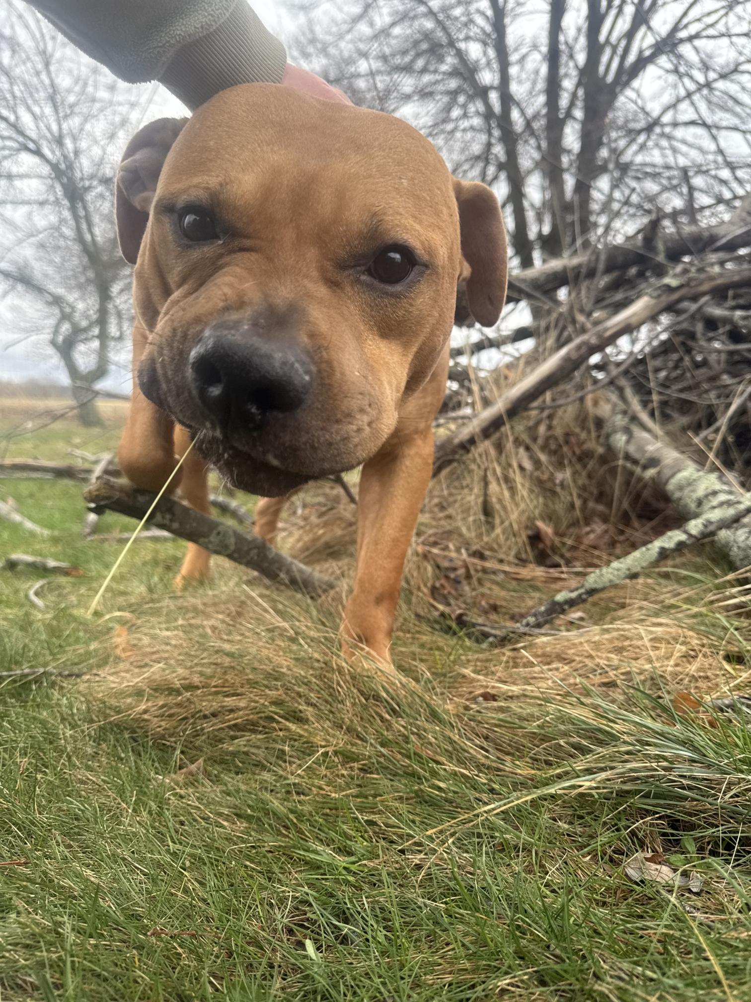 Enlarge Dozer, a Adoptable mixed breed in Hilton, NY image 5/6