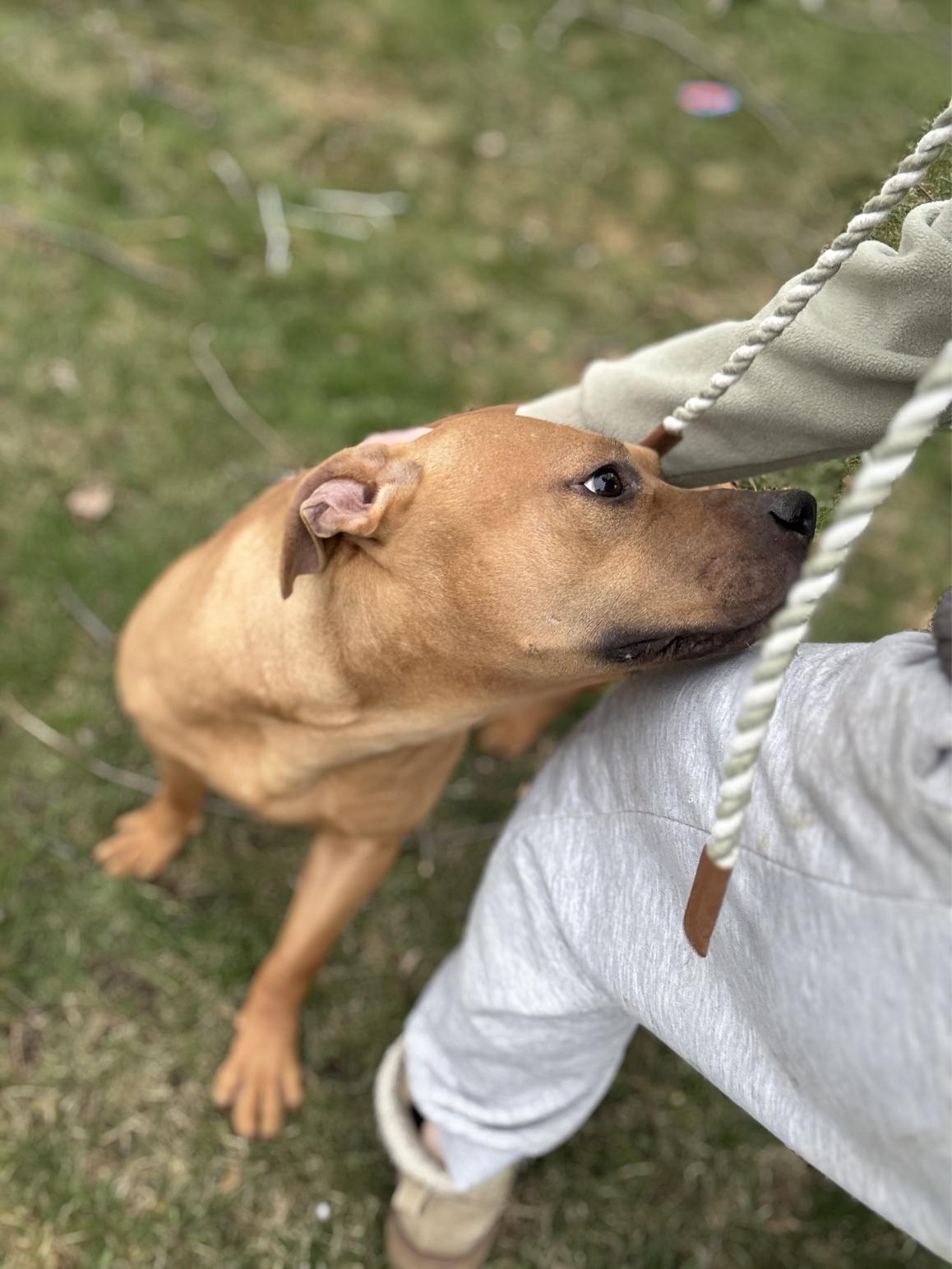 Enlarge Dozer, a Adoptable mixed breed in Hilton, NY image 4/6