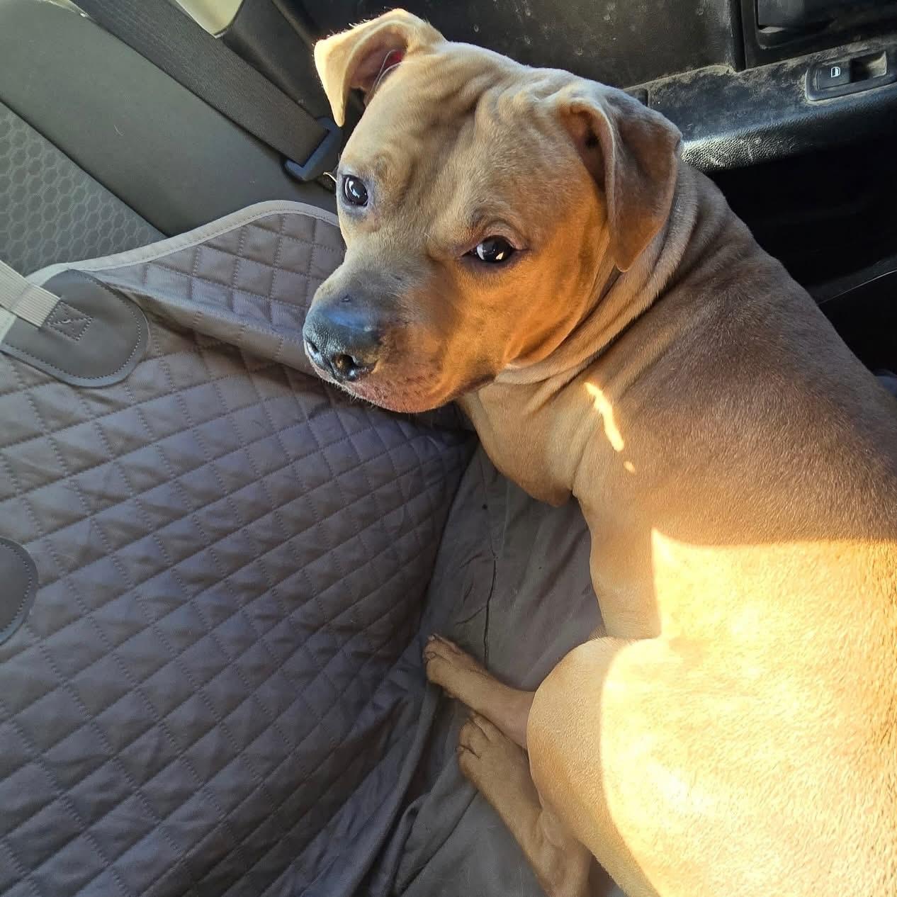 Enlarge Dozer, a Adoptable mixed breed in Hilton, NY image 6/6