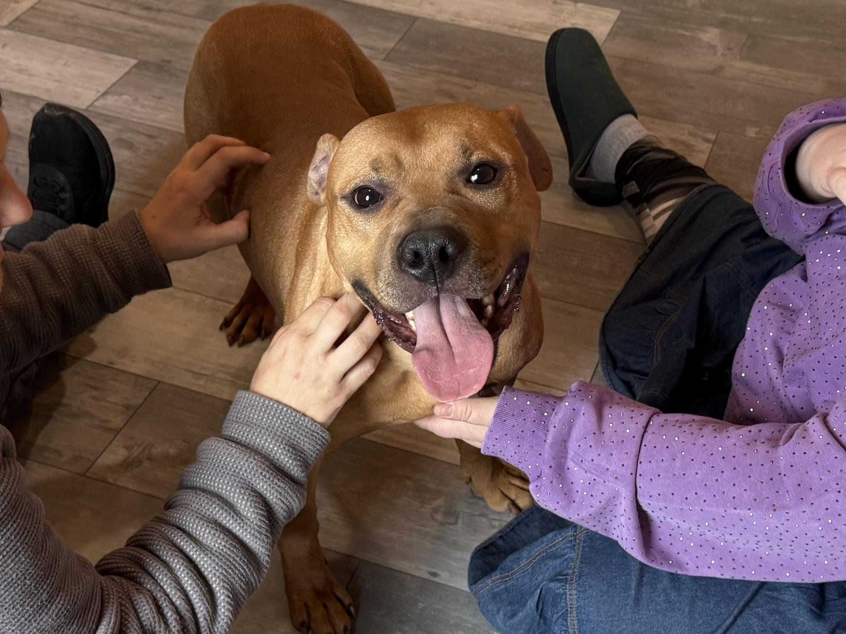 Enlarge Dozer, a Adoptable mixed breed in Hilton, NY image 1/6