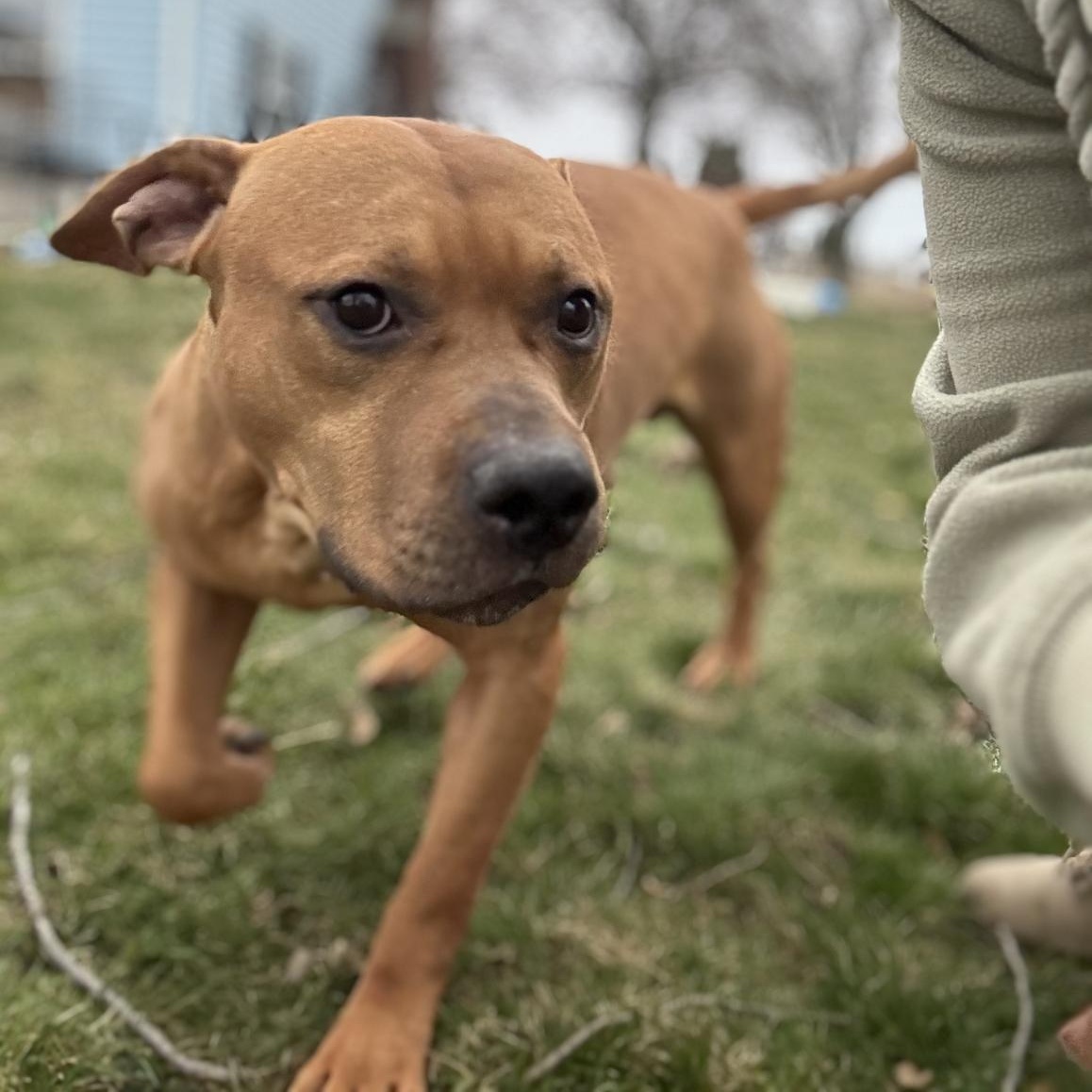 Enlarge Dozer, a Adoptable mixed breed in Hilton, NY image 3/6