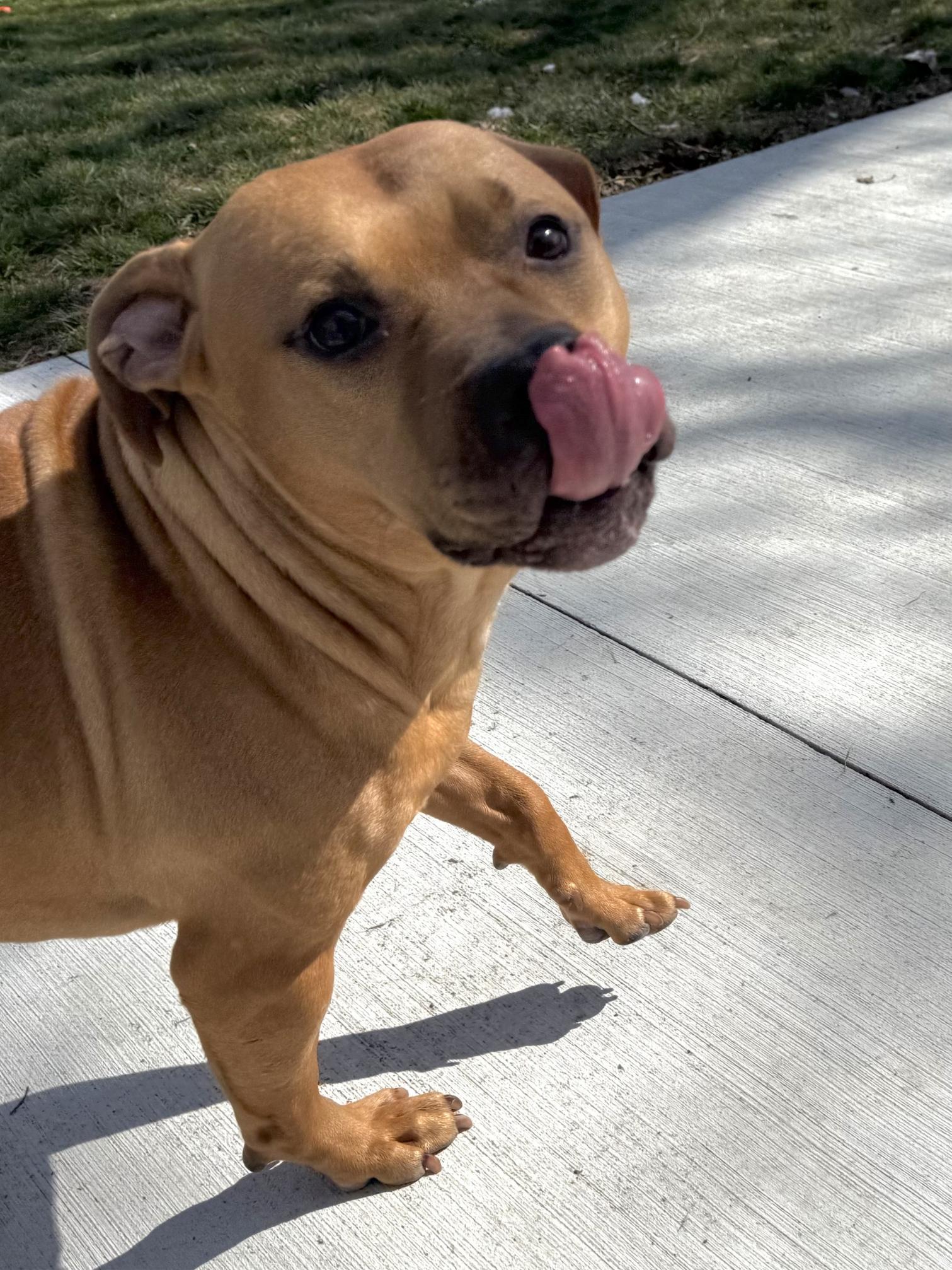 Enlarge Dozer, a Adoptable mixed breed in Hilton, NY image 2/6