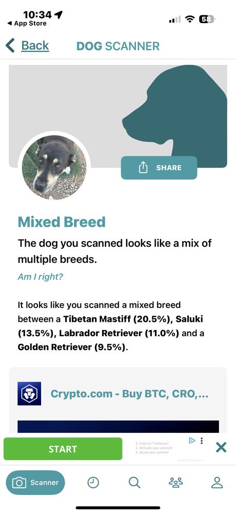 Precious, Adoptable, Senior Female Labrador Retriever & Tibetan Mastiff.
