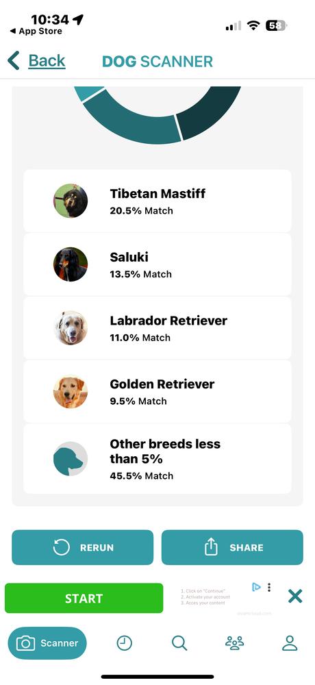 Precious, Adoptable, Senior Female Labrador Retriever & Tibetan Mastiff.