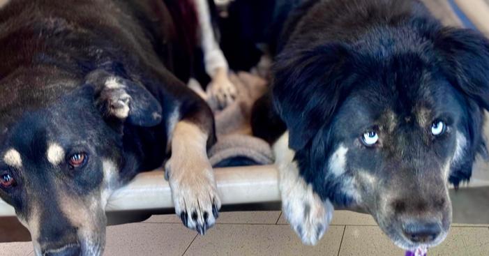 Precious, a Adoptable mixed breed in Gilbert, AZ image 2/6