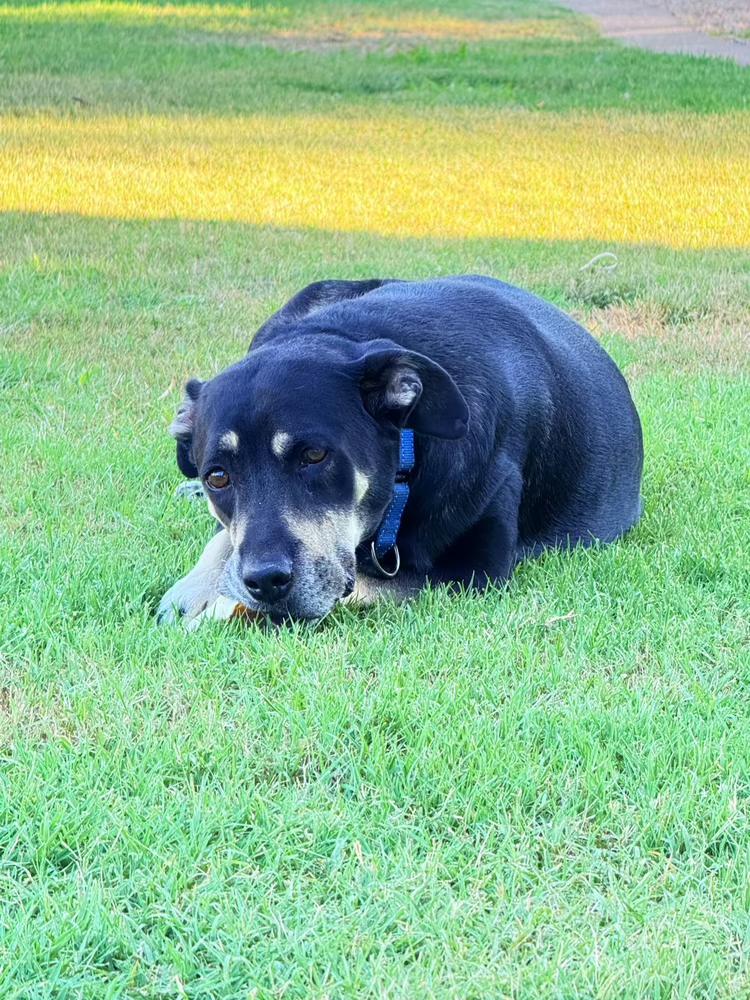 Precious, a Adoptable mixed breed in Gilbert, AZ image 4/6
