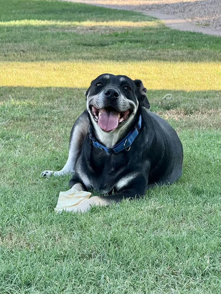 Precious, a Adoptable mixed breed in Gilbert, AZ image 5/6