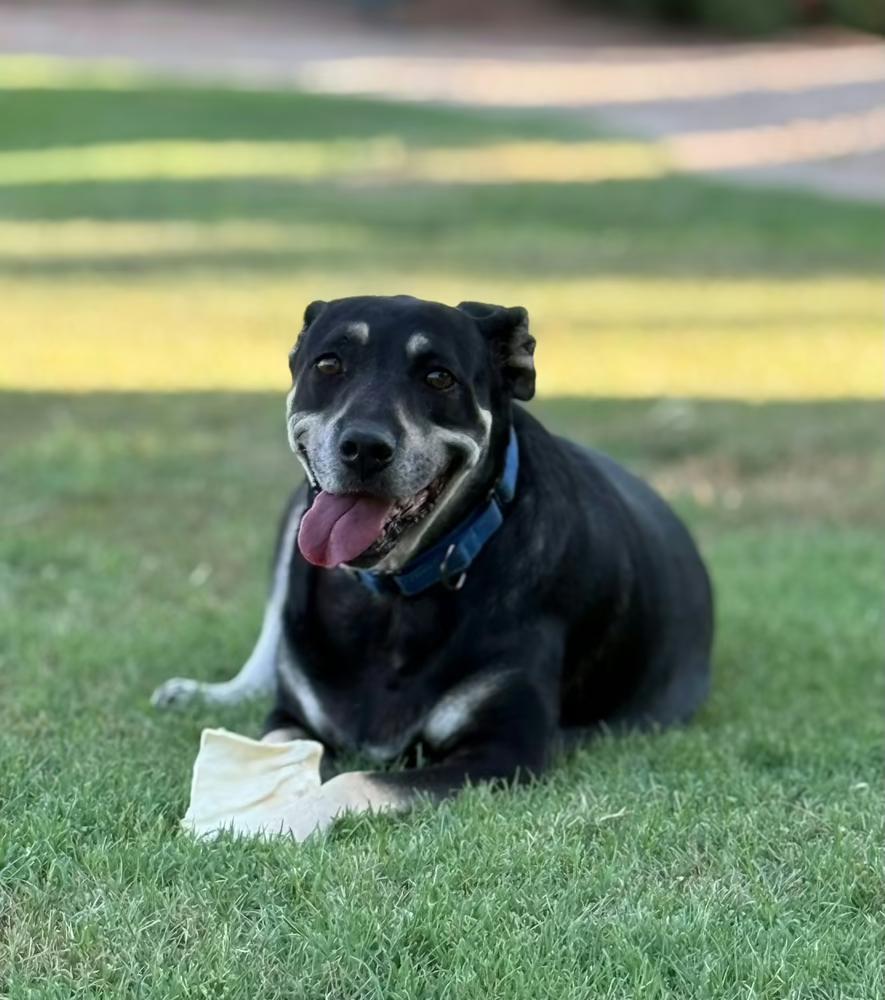 Precious, a Adoptable mixed breed in Gilbert, AZ image 6/6