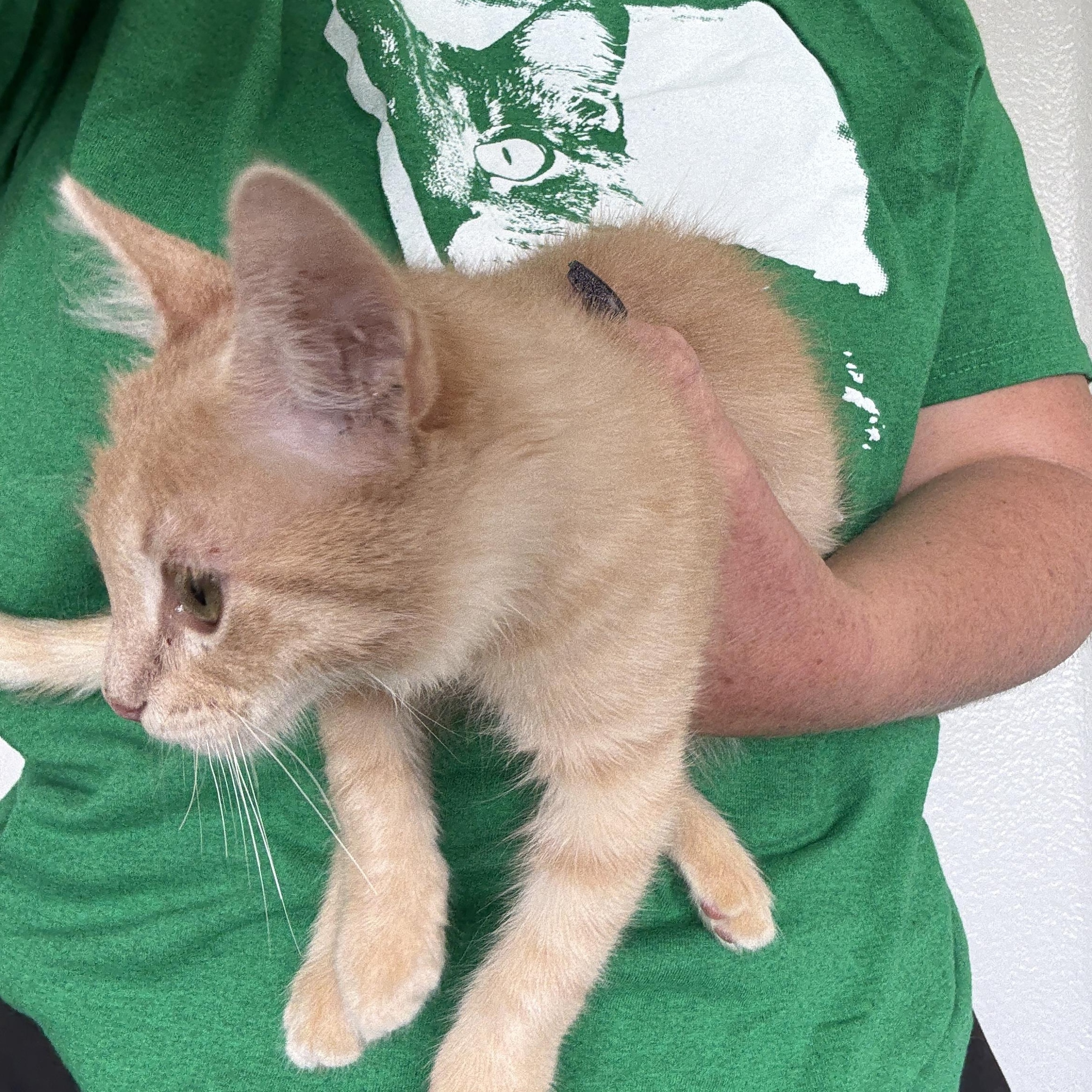 Lilo, Adoptable, Kitten Male British Longhair.