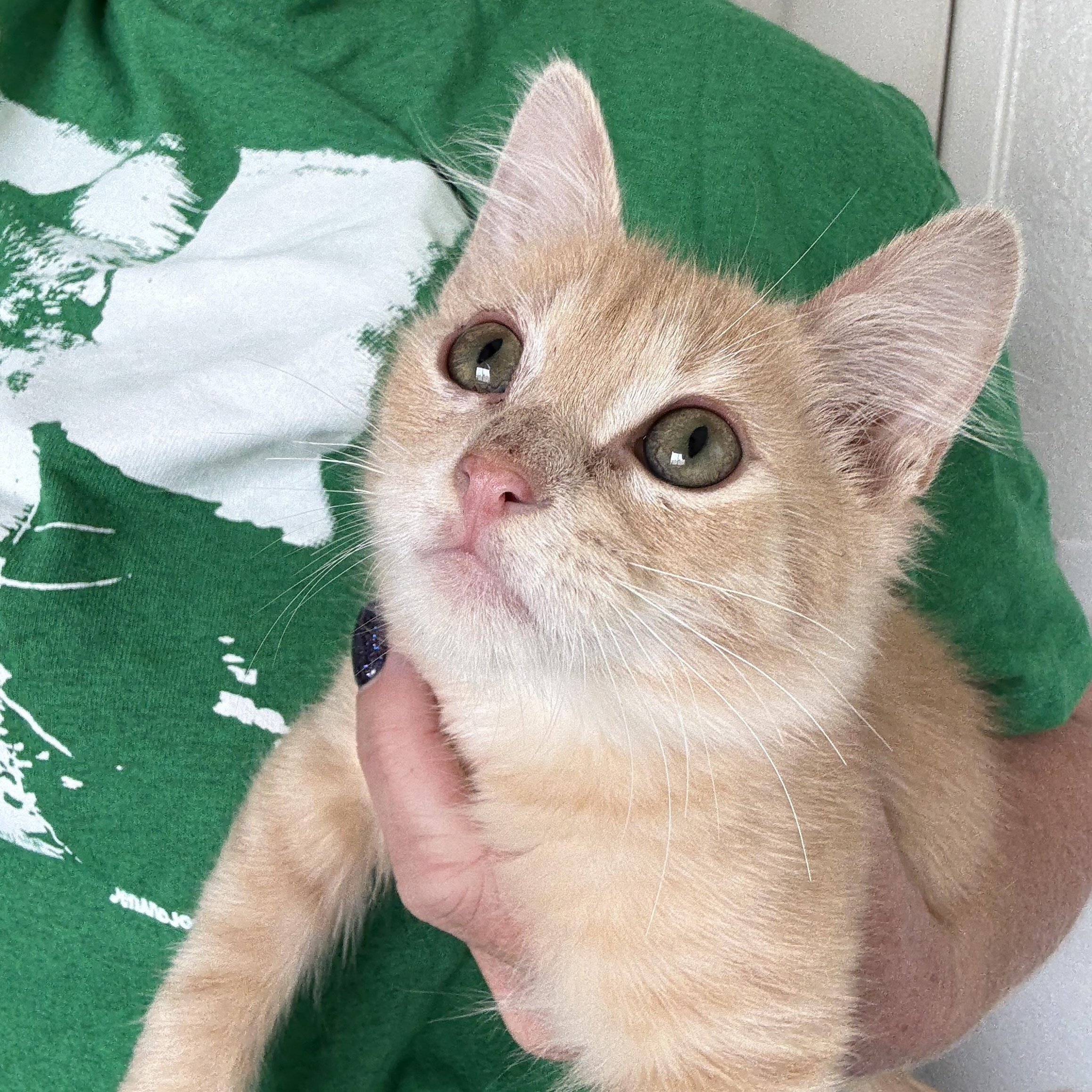 Enlarge Lilo, an adopted British Longhair in Oceanside, CA image 3/3