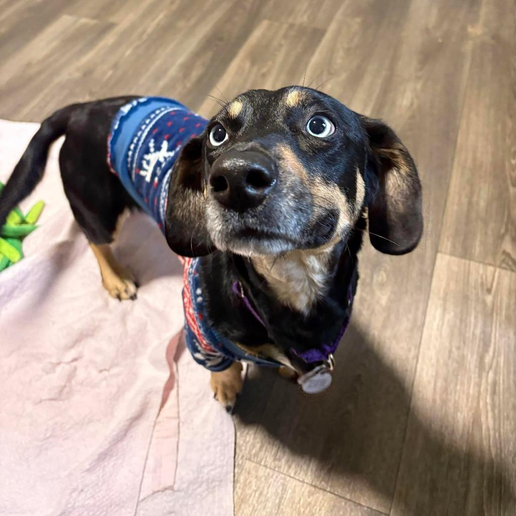 Bambi, Adoptable, Young Female Basset Hound.