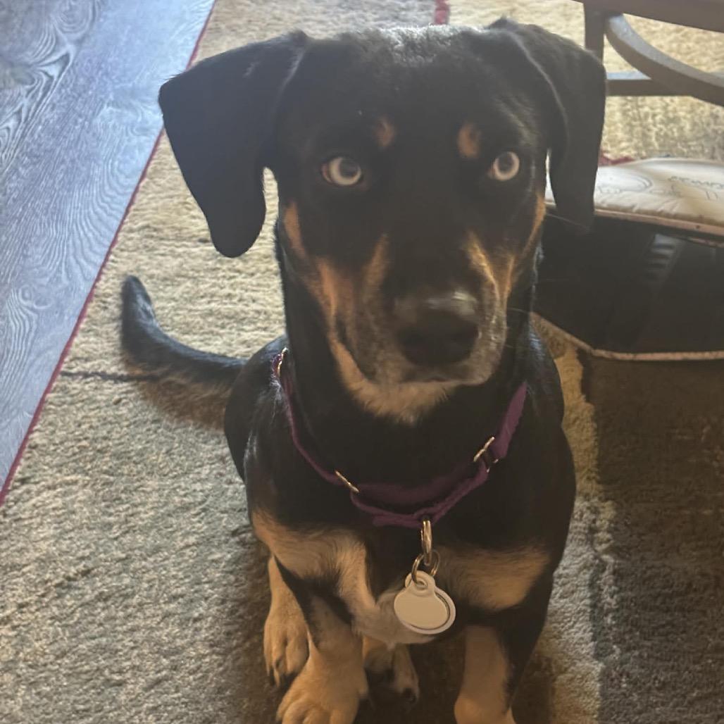 Bambi, Adoptable, Young Female Basset Hound.