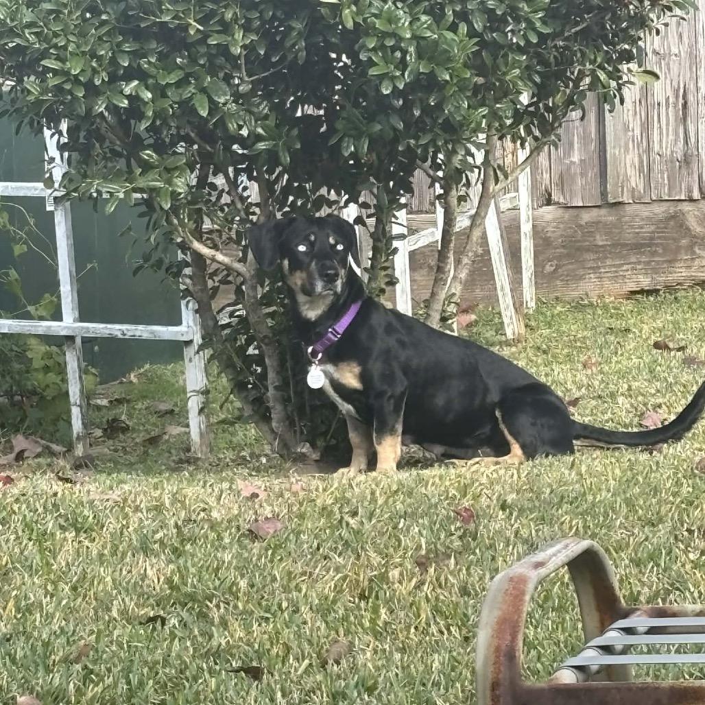 Enlarge Bambi, a Adoptable mixed breed in Spring, TX image 2/6