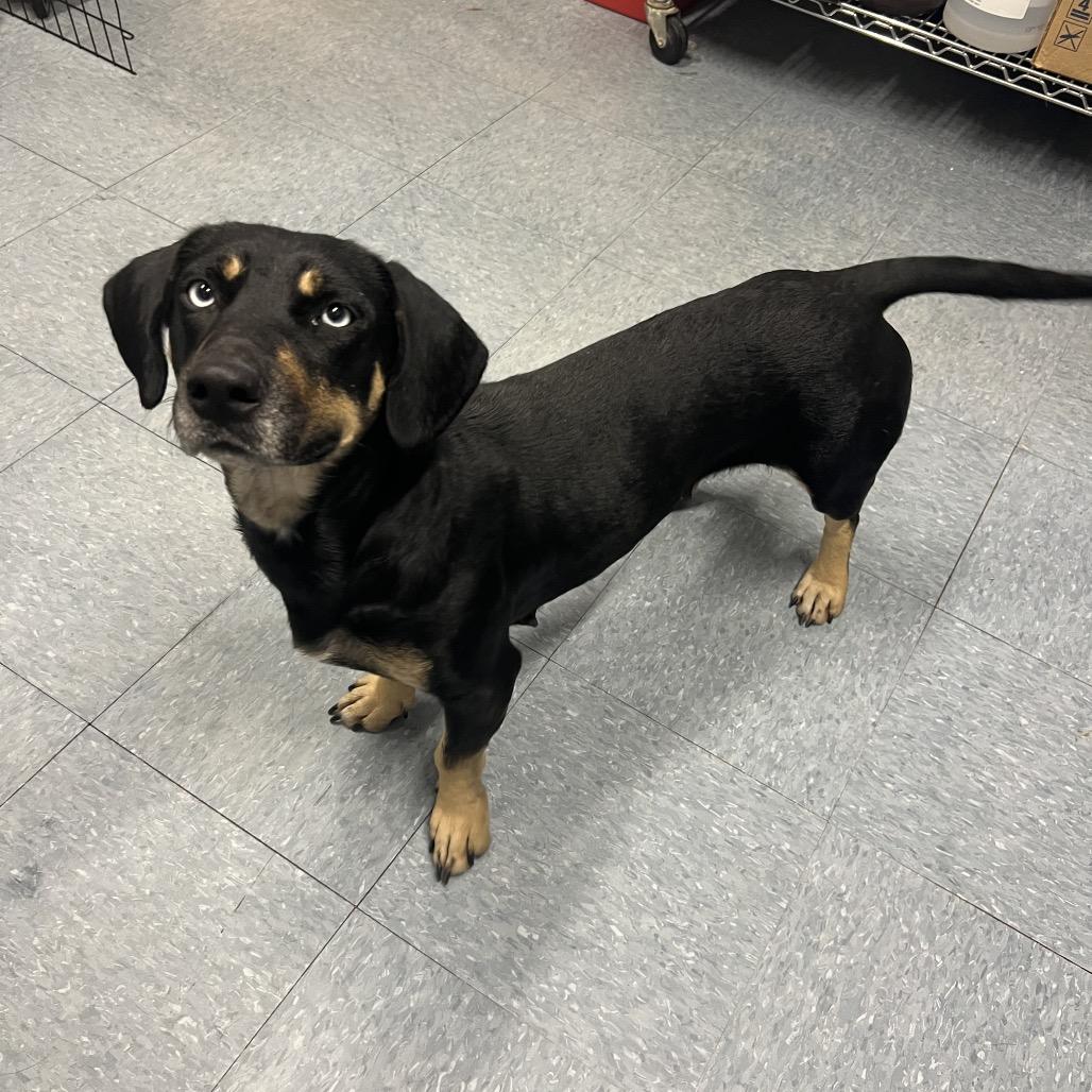 Enlarge Bambi, a Adoptable mixed breed in Spring, TX image 3/6